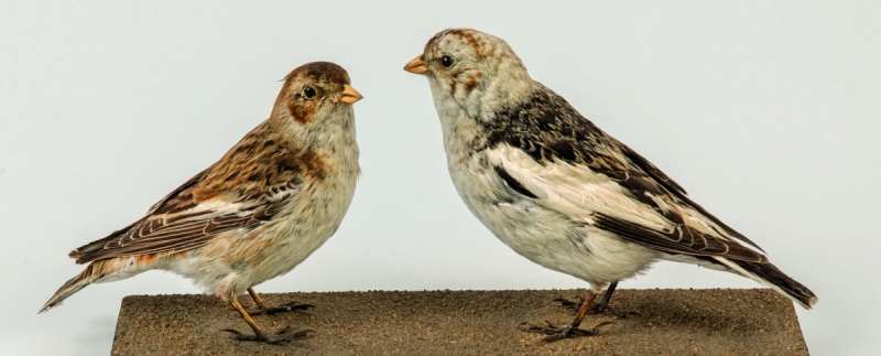 Náhledový obrázek Sněhule severní - Plectrophenax nivalis - 1