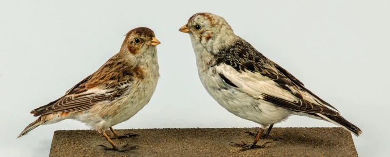 Náhledový obrázek předmětu Sněhule severní - Plectrophenax nivalis