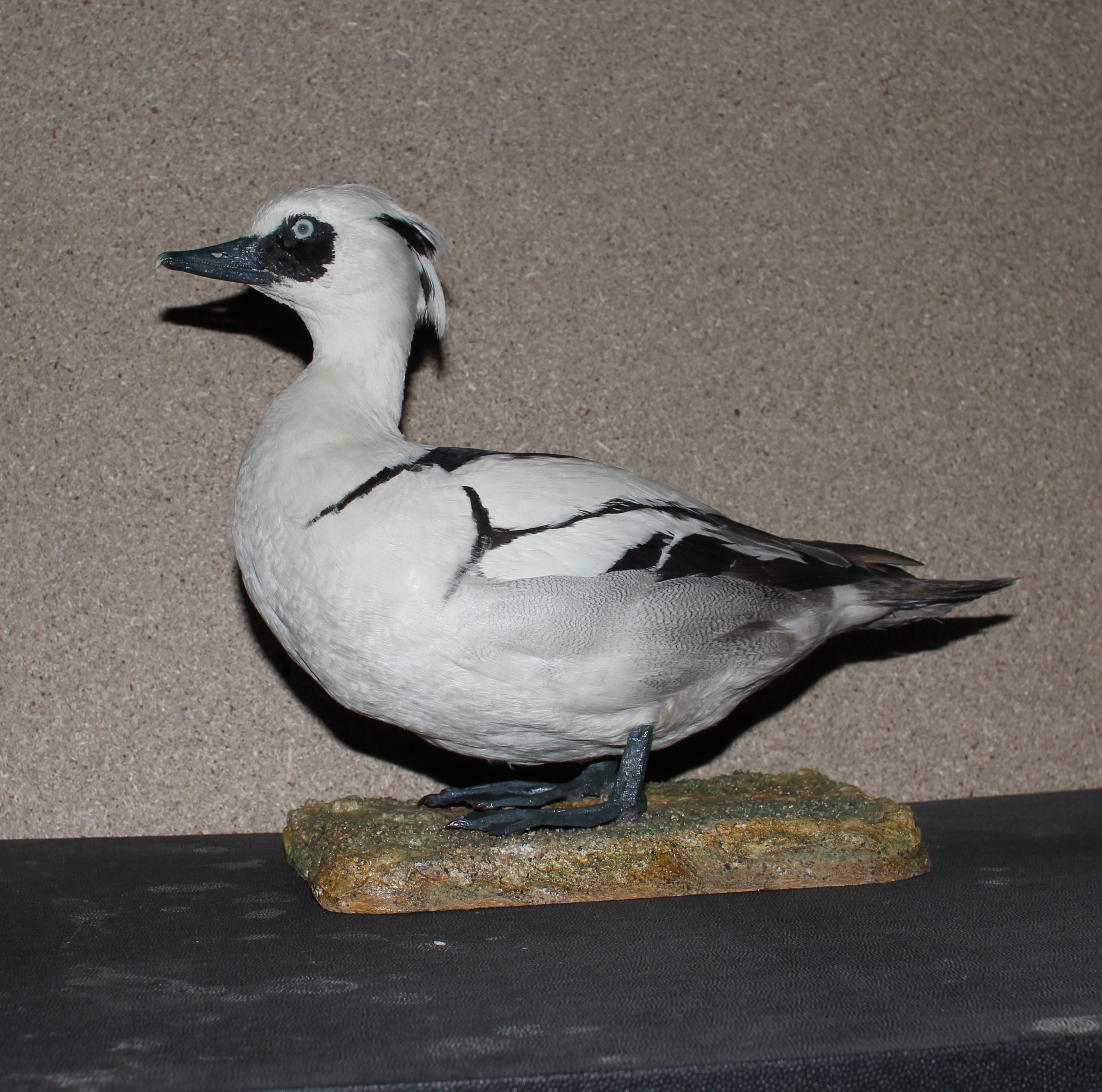 Náhledový obrázek Mergellus albellus (Linnaeus, 1758) - morčák malý, třída Aves - ptáci,  řád Anseriformes - vrubozobí,  čeleď Anatidae - kachnovití. samec - 1