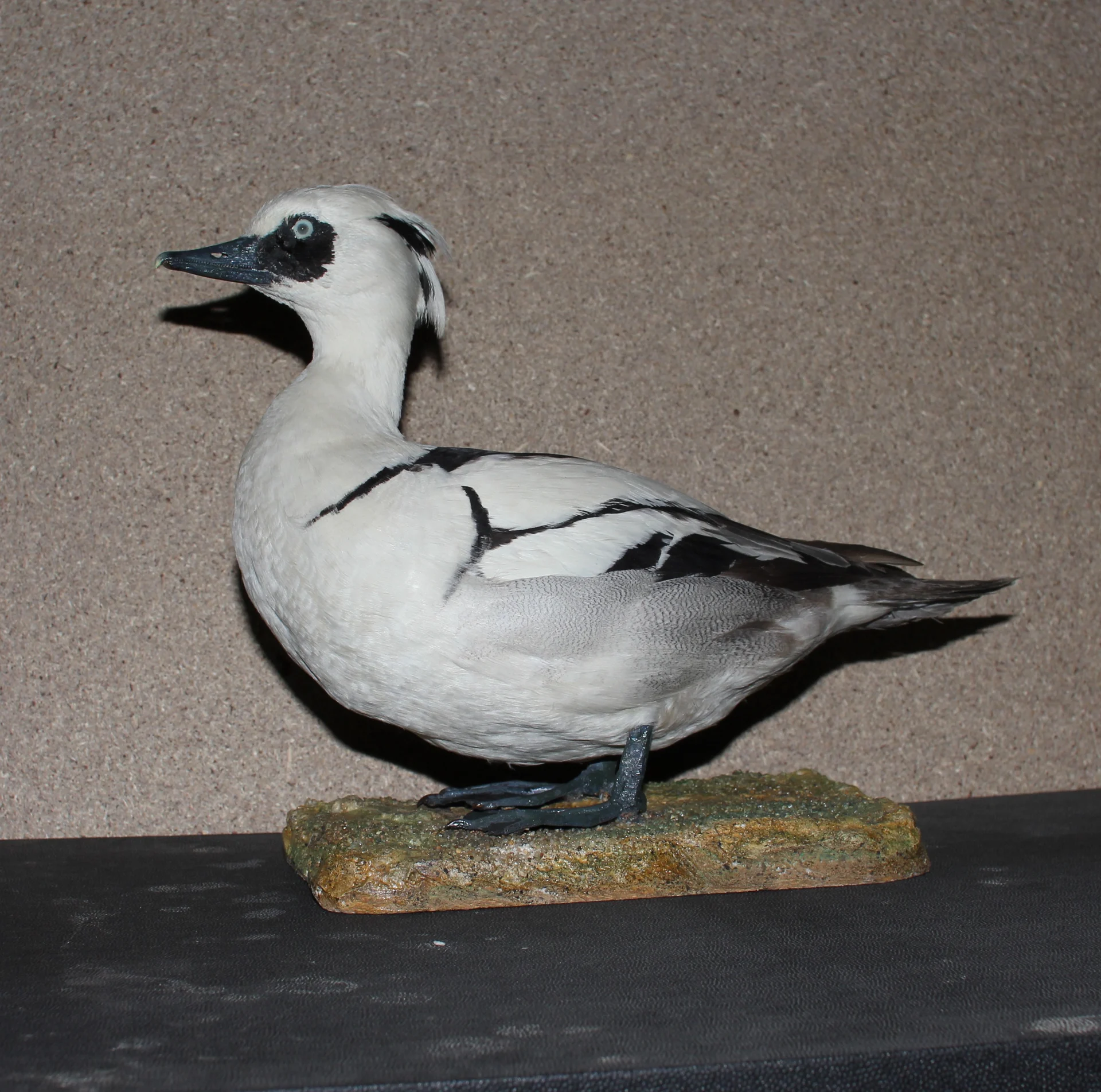 Náhledový obrázek předmětu Mergellus albellus (Linnaeus, 1758) - morčák malý, třída Aves - ptáci,  řád Anseriformes - vrubozobí,  čeleď Anatidae - kachnovití. samec