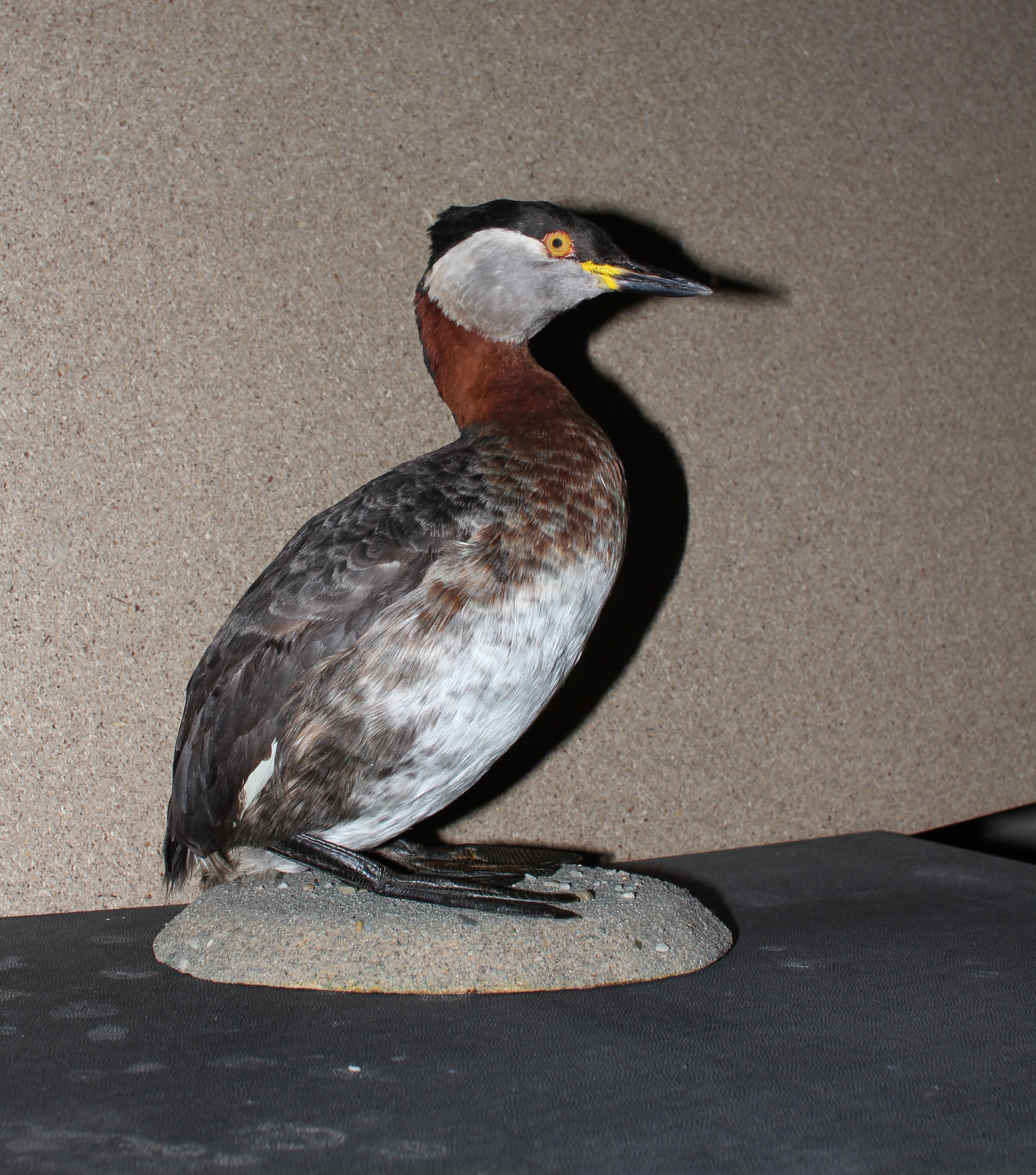 Náhledový obrázek Podiceps grisegena (Boddaert, 1783) - potápka rudokrká, třída Aves - ptáci, řád Podicipediformes - potápky, čeleď Podicipedidae - potápkovití. dospělý jedinec neurčeného pohlaví - 1
