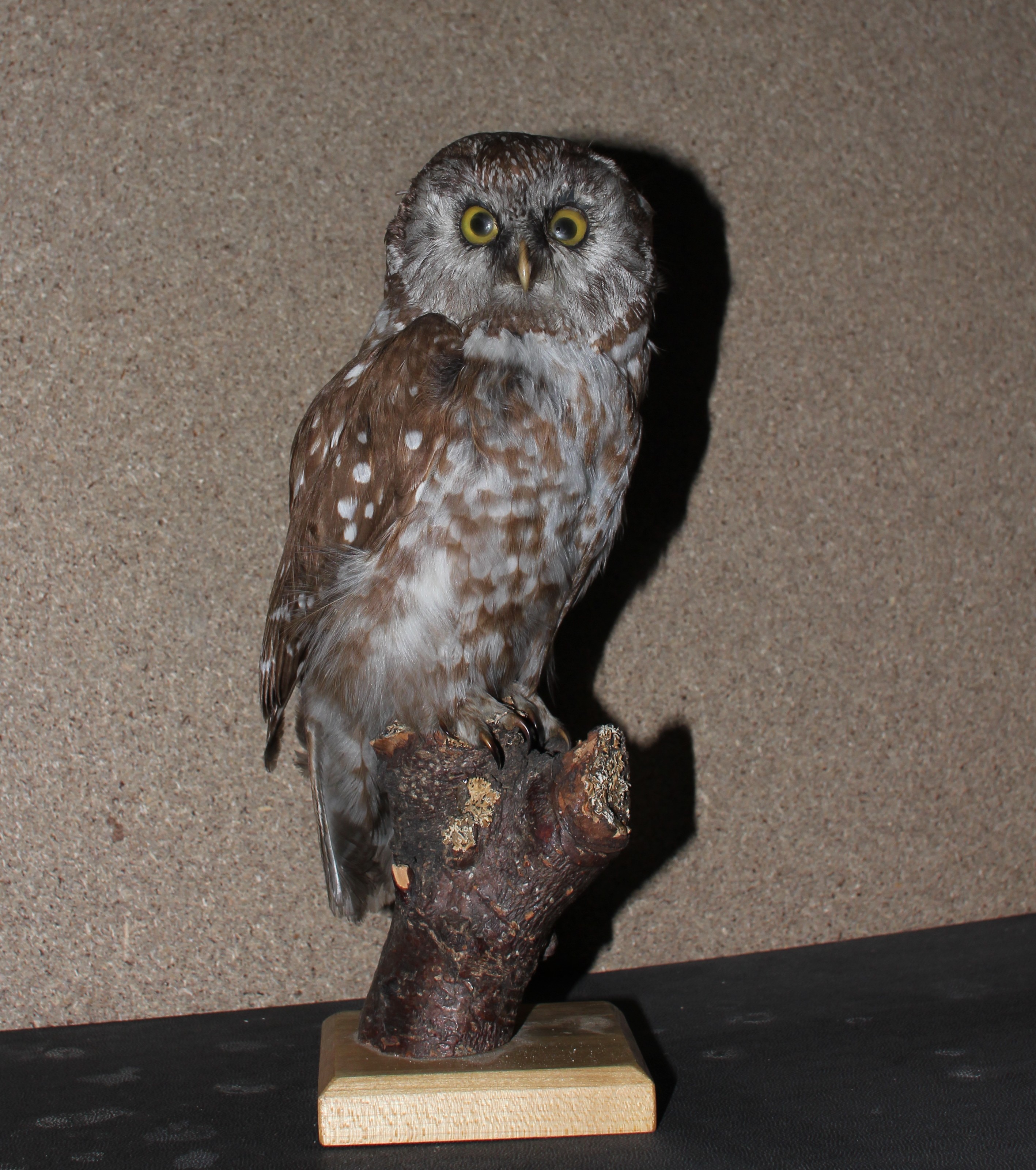 Náhledový obrázek Aegolius funereus (Linnaeus, 1758) - sýc rousný, třída Aves - ptáci,  řád Strigiformes - sovy,  čeleď Strigidae - puštíkovití. jedinec neurčeného pohlaví - 1