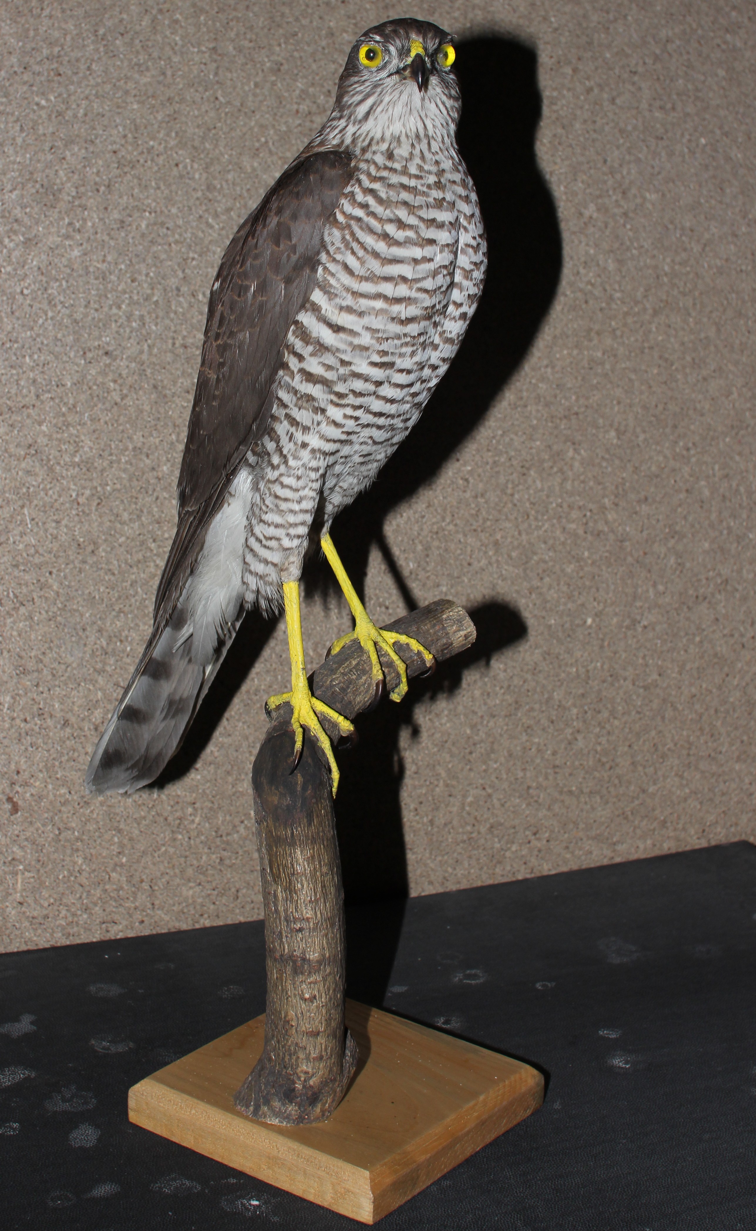Náhledový obrázek Accipiter nisus (Linnaeus, 1758) - krahujec obecný, třída Aves - ptáci,  řád Accipitriformes - dravci,  čeleď Accipitridae - jestřábovití. nedospělá samice - 1