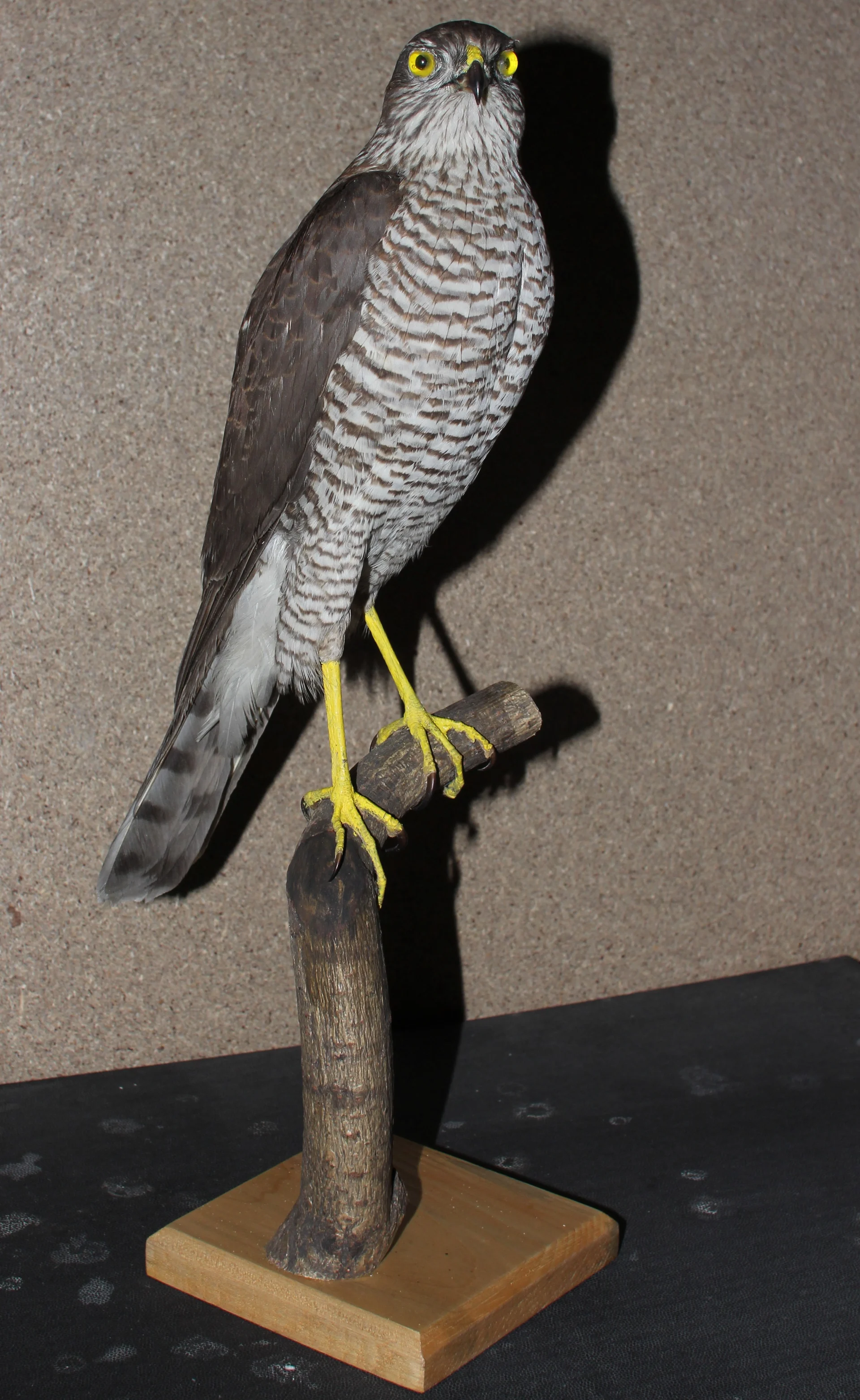 Náhledový obrázek předmětu Accipiter nisus (Linnaeus, 1758) - krahujec obecný, třída Aves - ptáci,  řád Accipitriformes - dravci,  čeleď Accipitridae - jestřábovití. nedospělá samice