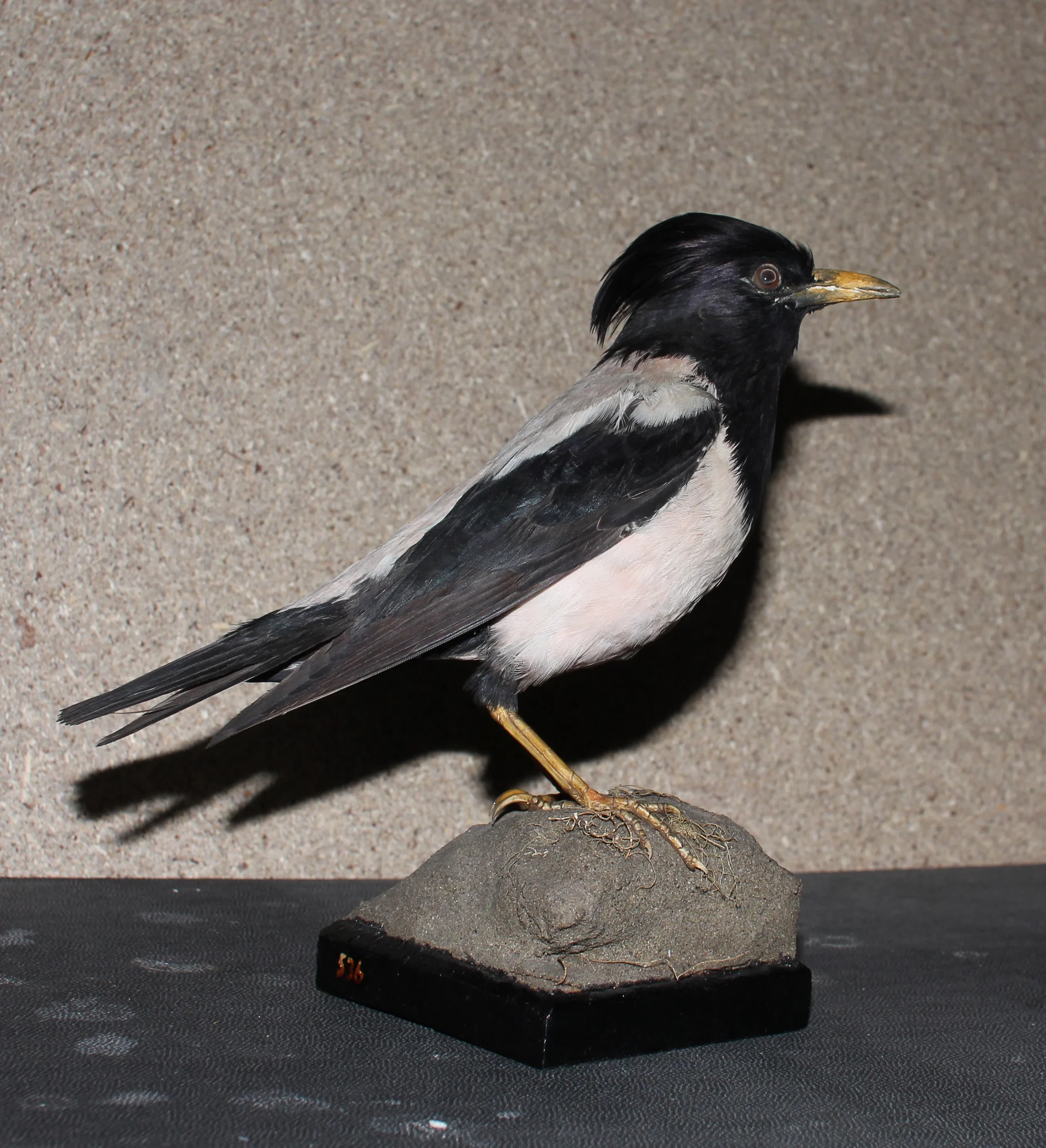 Náhledový obrázek předmětu Sturnus roseus (Linnaeus, 1758) - špaček růžový, třída Aves - ptáci,  řád Passeriformes - pěvci,  čeleď Sturnidae - špačkovití, jedinec neurčeného pohlaví