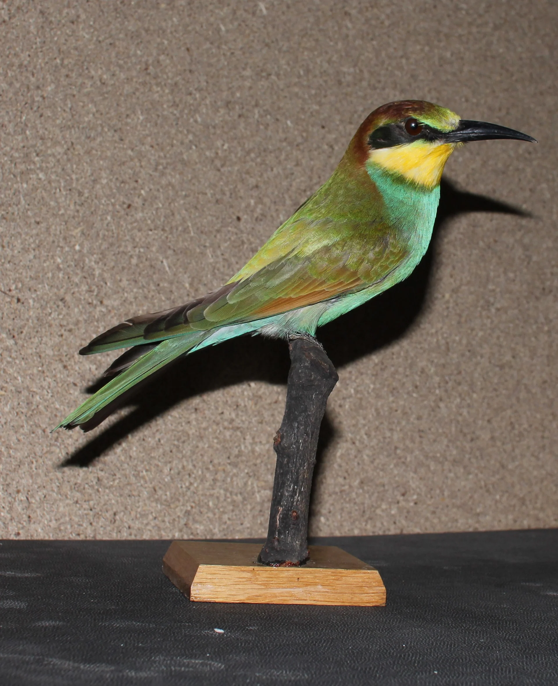 Náhledový obrázek předmětu Merops apiaster Linnaeus, 1758 - vlha pestrá, třída Aves - ptáci,  řád Coraciiformes - srostloprstí, čeleď Meropidae - vlhovití. Mladý samec