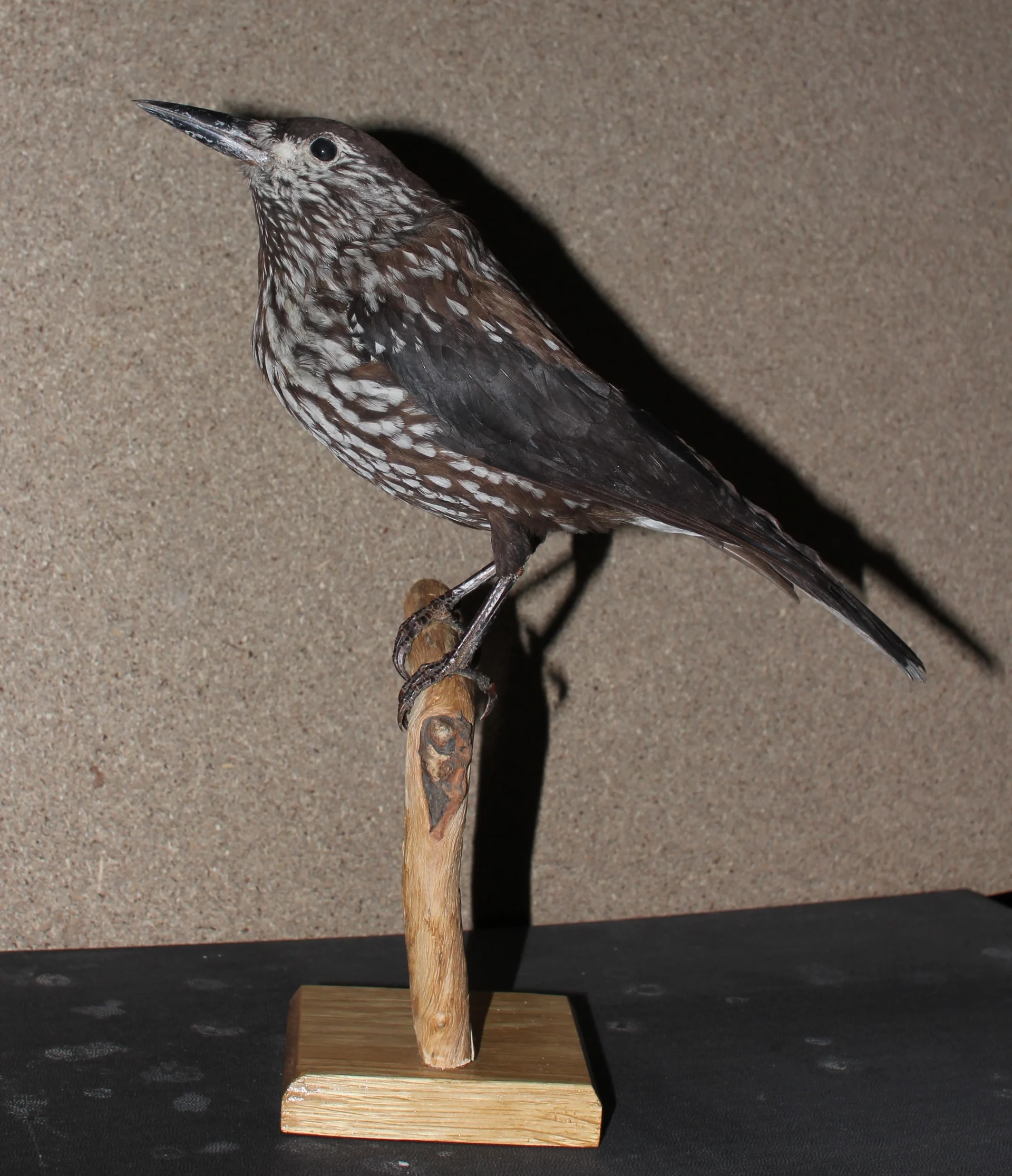 Náhledový obrázek předmětu Nucifraga caryocatactes macrorhynchos C.L. Brehm, 1823 - ořešník kropenatý sibiřský, třída Aves - ptáci,  řád Passeriformes - pěvci, čeleď Corvidae - krkavcovití. jedinec neurčeného pohlaví