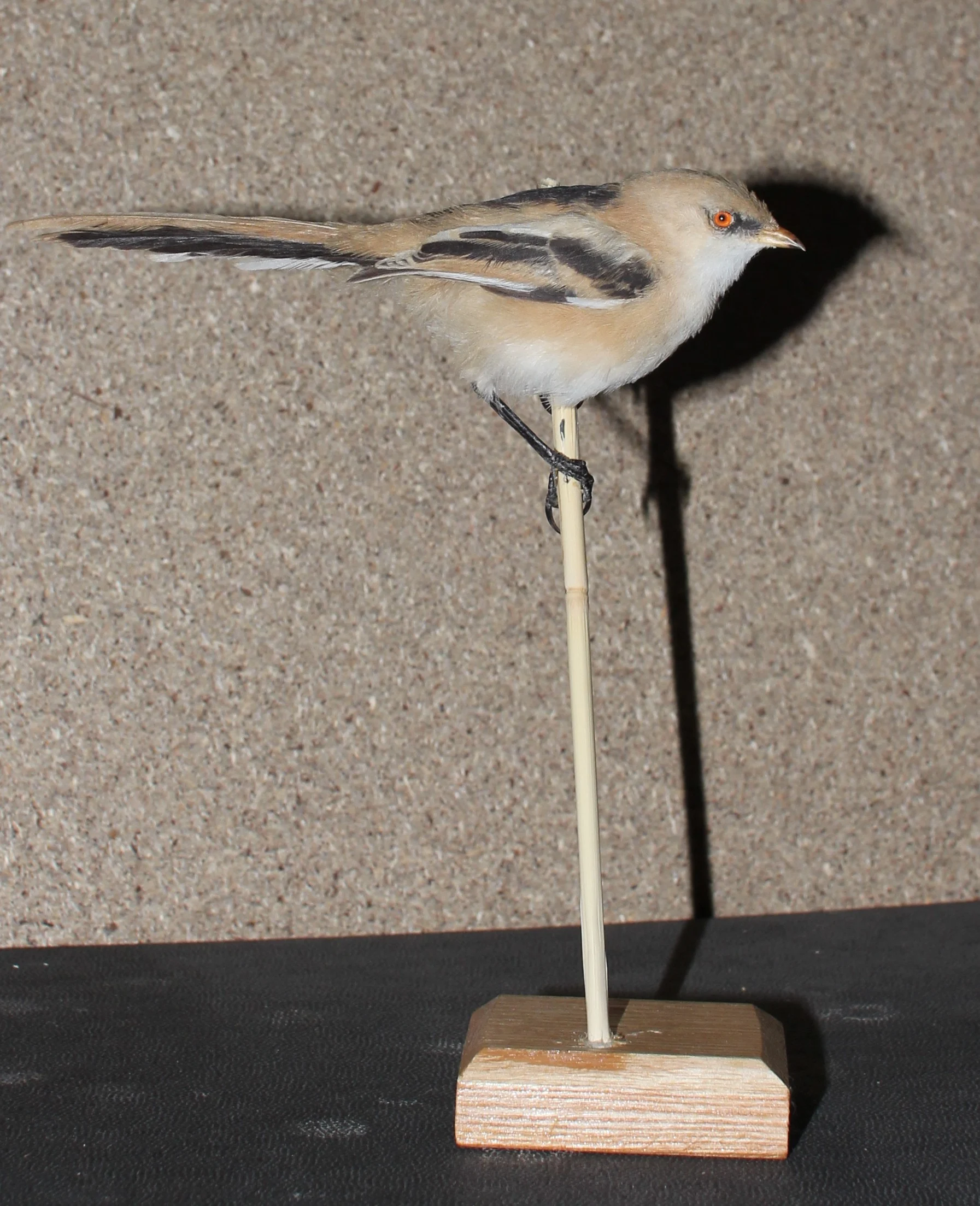 Náhledový obrázek předmětu Panurus biarmicus (Linnaeus, 1758) - sýkořice vousatá, třída Aves - ptáci, řád Passeriformes - pěvci,  čeleď Paradoxornithidae - sýkořicovití. mladý jedinec neurčeného pohlaví