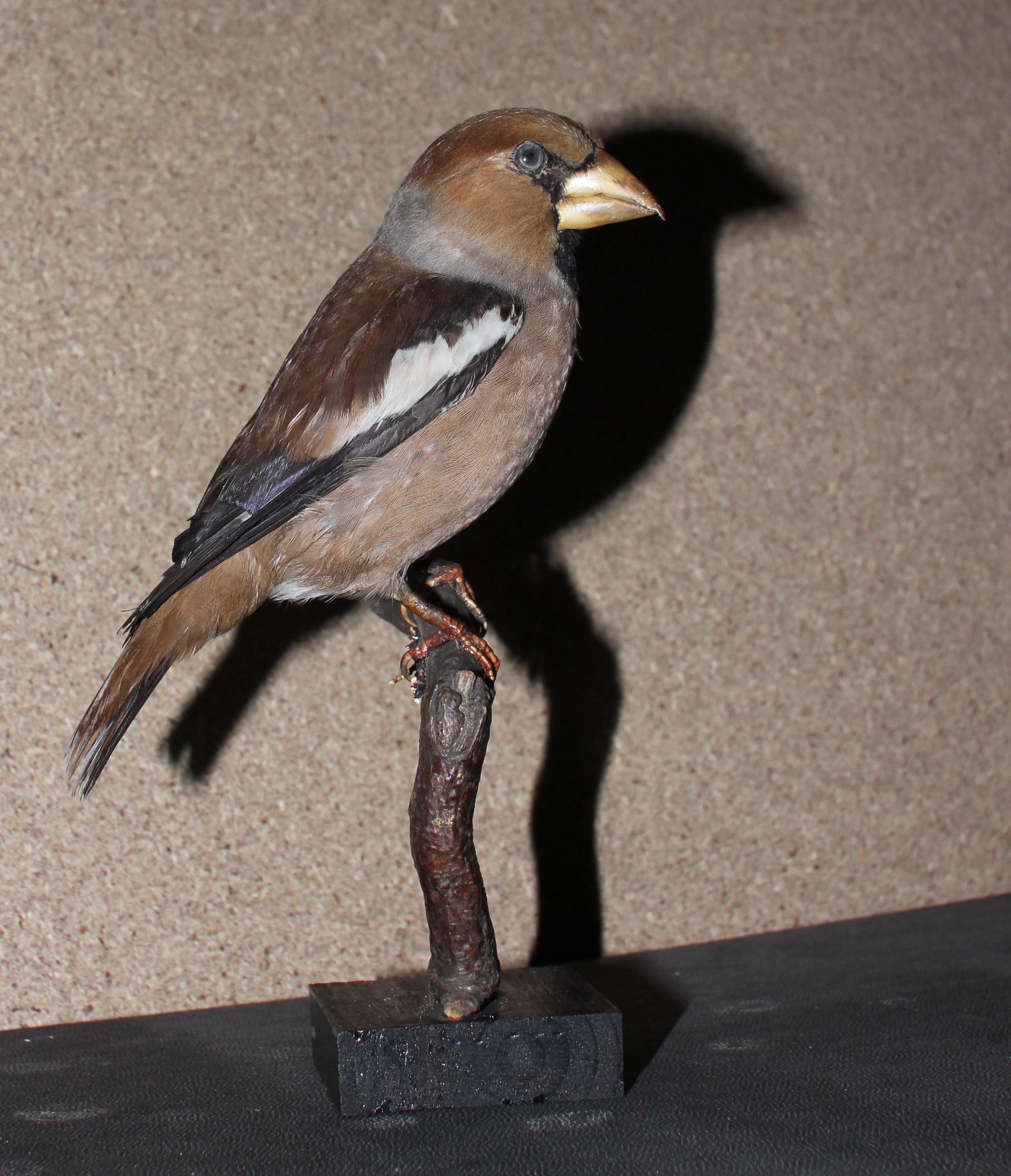 Náhledový obrázek Coccothraustes coccothraustes (Linnaeus, 1758) - dlask tlustozobý, třída Aves - ptáci,  řád Passeriformes - pěvci,  čeleď Fringillidae - pěnkavovití. jedinec neurčeného pohlaví - 1