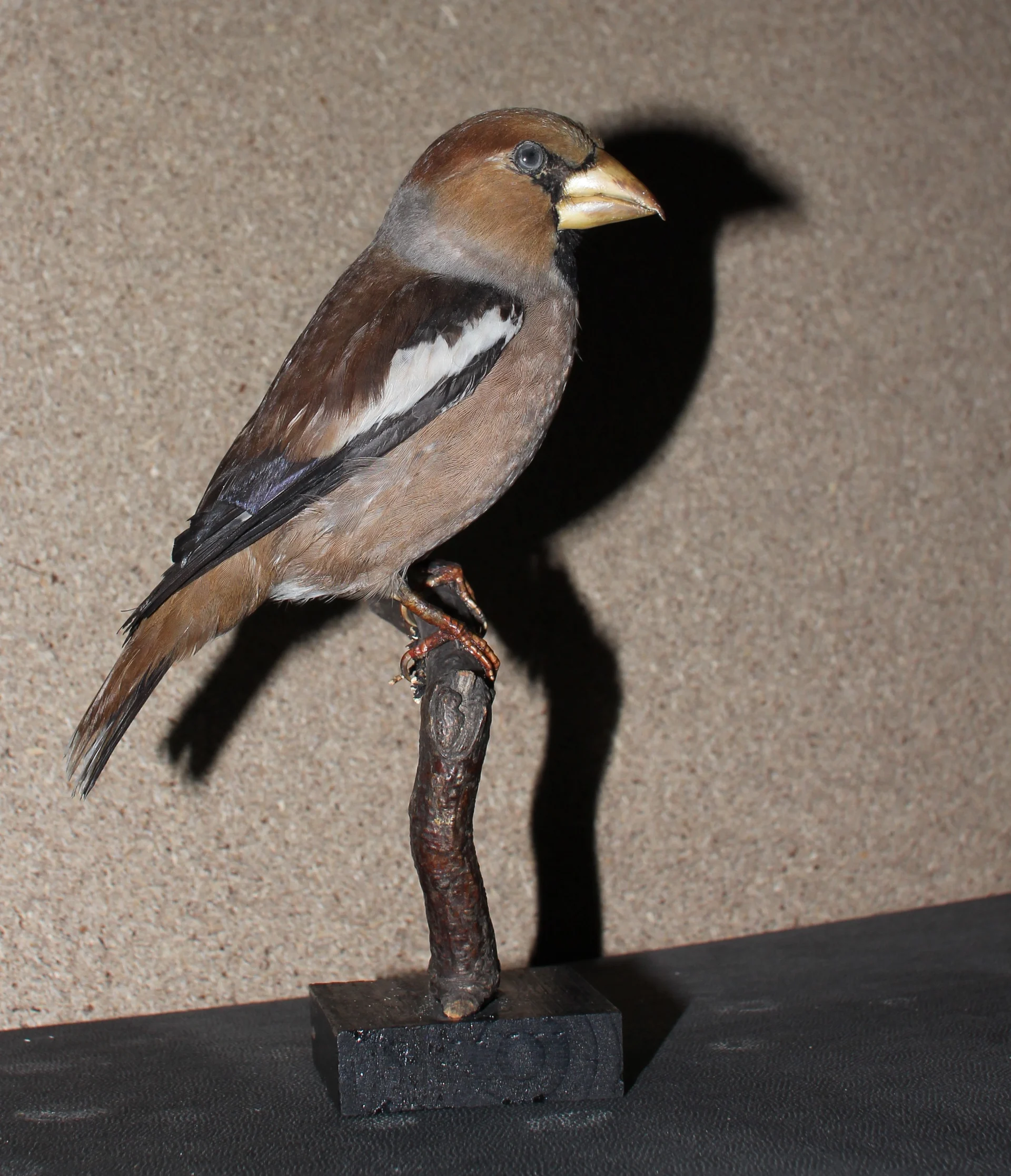 Náhledový obrázek předmětu Coccothraustes coccothraustes (Linnaeus, 1758) - dlask tlustozobý, třída Aves - ptáci,  řád Passeriformes - pěvci,  čeleď Fringillidae - pěnkavovití. jedinec neurčeného pohlaví