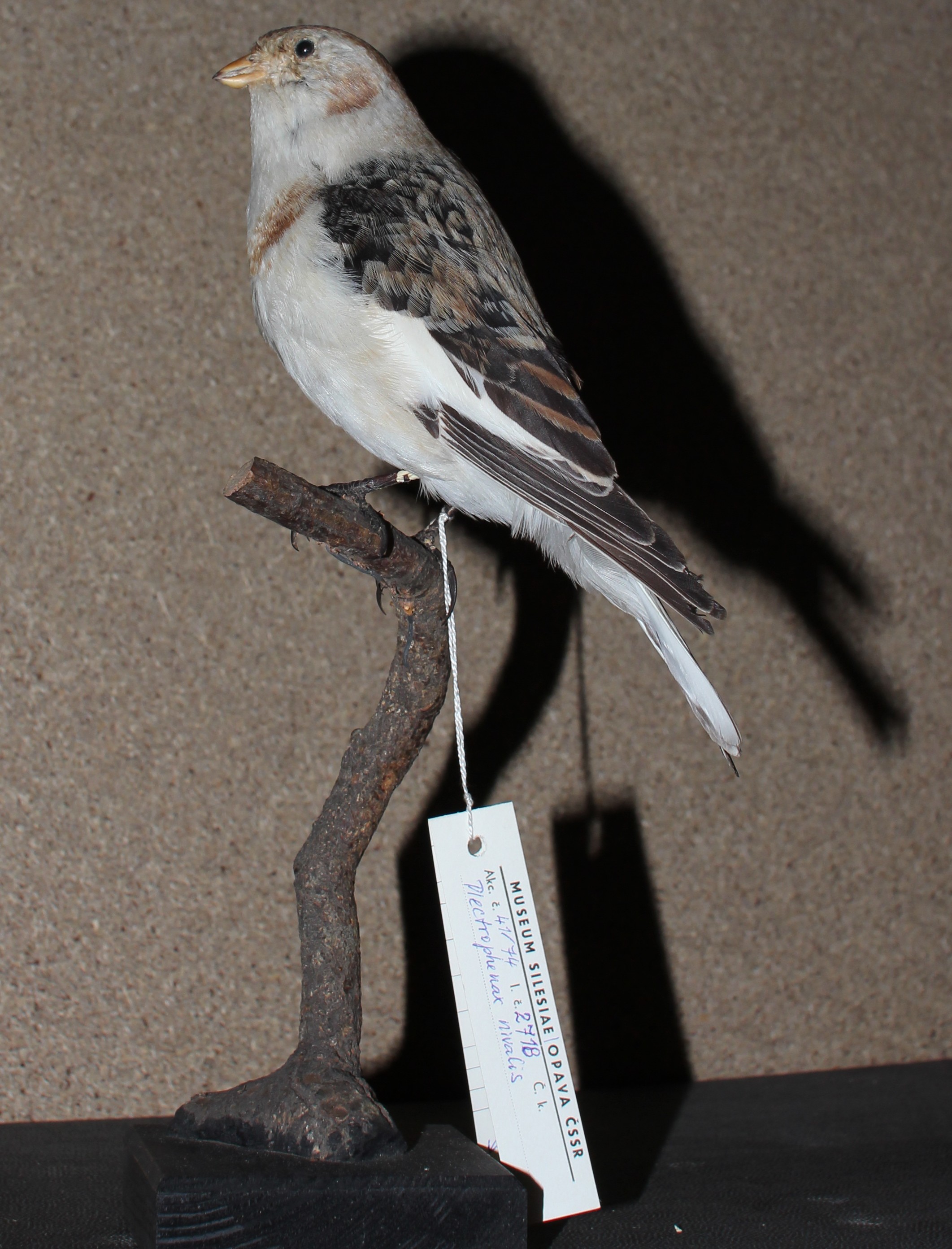 Náhledový obrázek Plectrophenax nivalis (Linnaeus, 1758) - sněhule severní, třída Aves - ptáci,  řád Passeriformes - pěvci,  čeleď Calcariidae. dospělý samec - 1