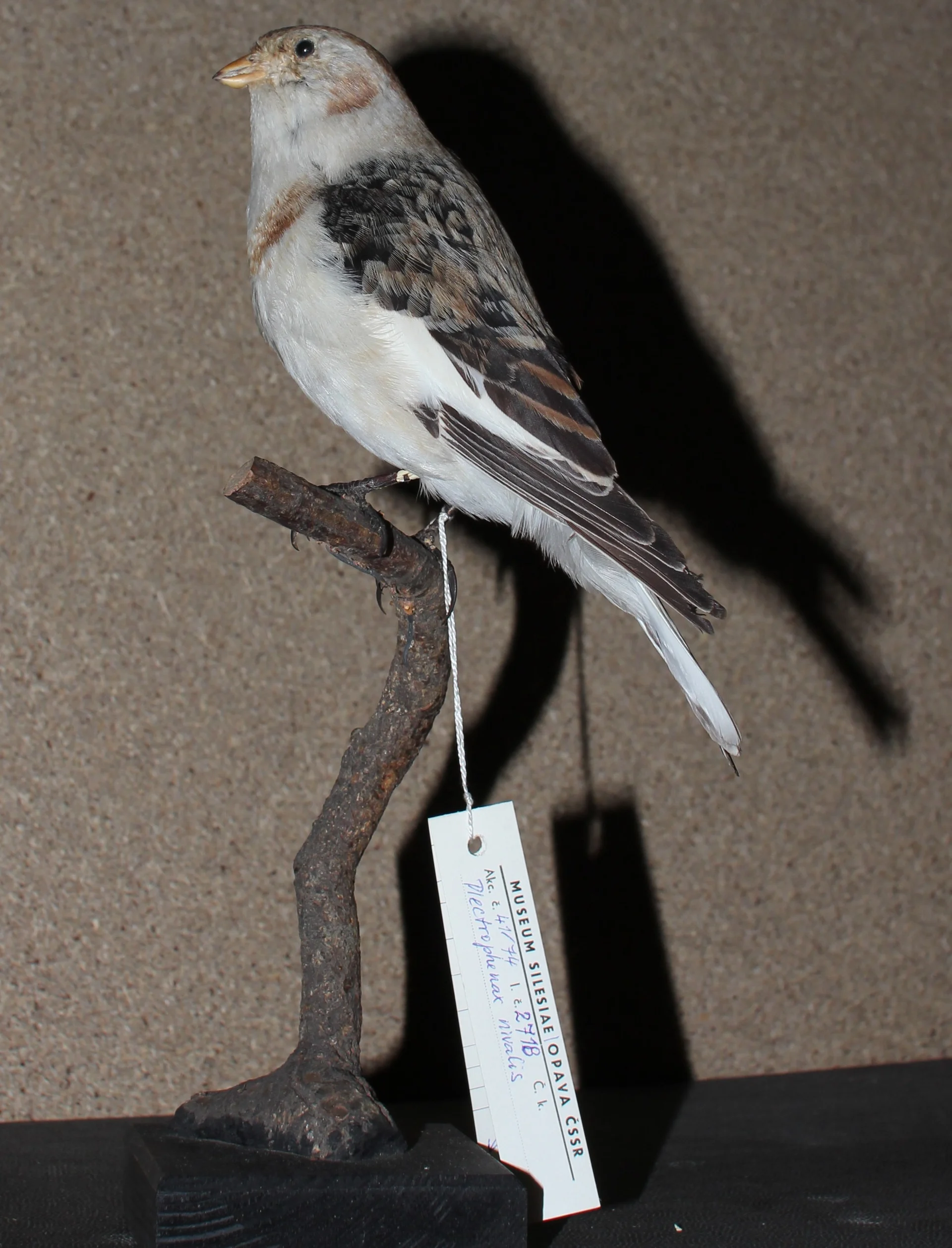 Náhledový obrázek předmětu Plectrophenax nivalis (Linnaeus, 1758) - sněhule severní, třída Aves - ptáci,  řád Passeriformes - pěvci,  čeleď Calcariidae. dospělý samec