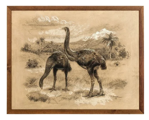 Náhledový obrázek předmětu Dinornis maximus
