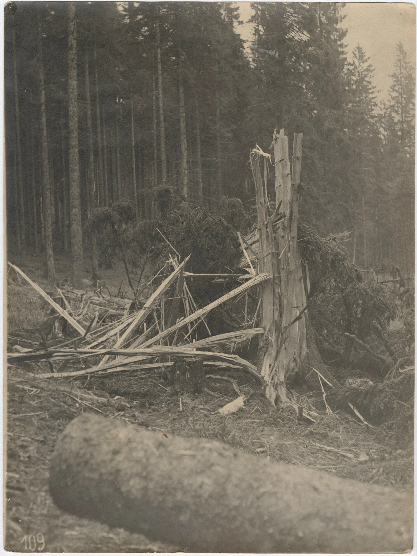 Náhledový obrázek předmětu Bleskem zasažený strom v revíru Železná (černobílá fotografie)