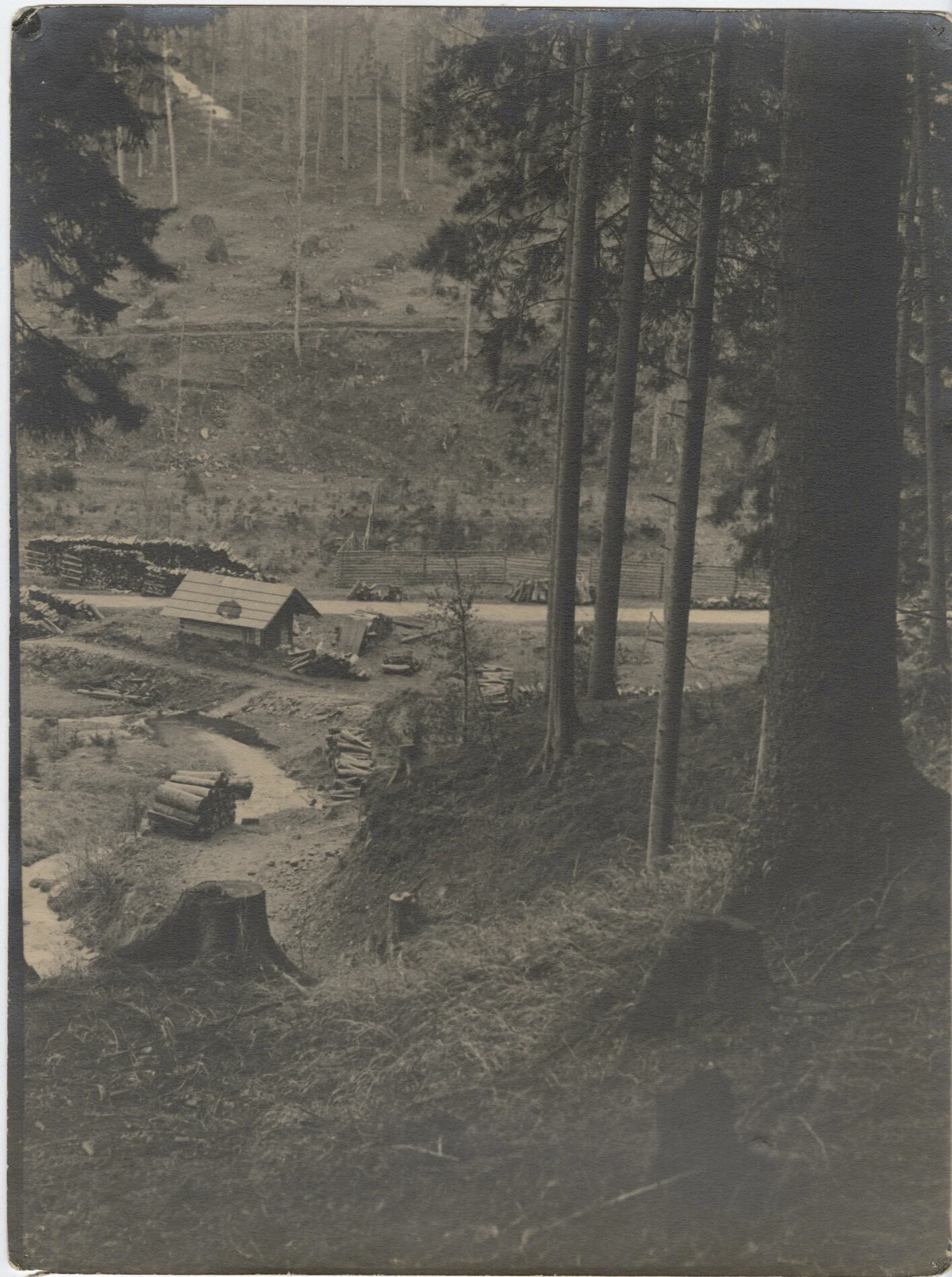 Náhledový obrázek předmětu Polom v Hrubém Jeseníku (černobílá fotografie)