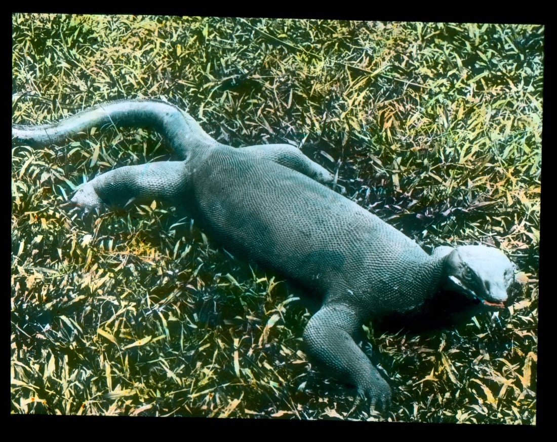 Náhledový obrázek Varan - 1