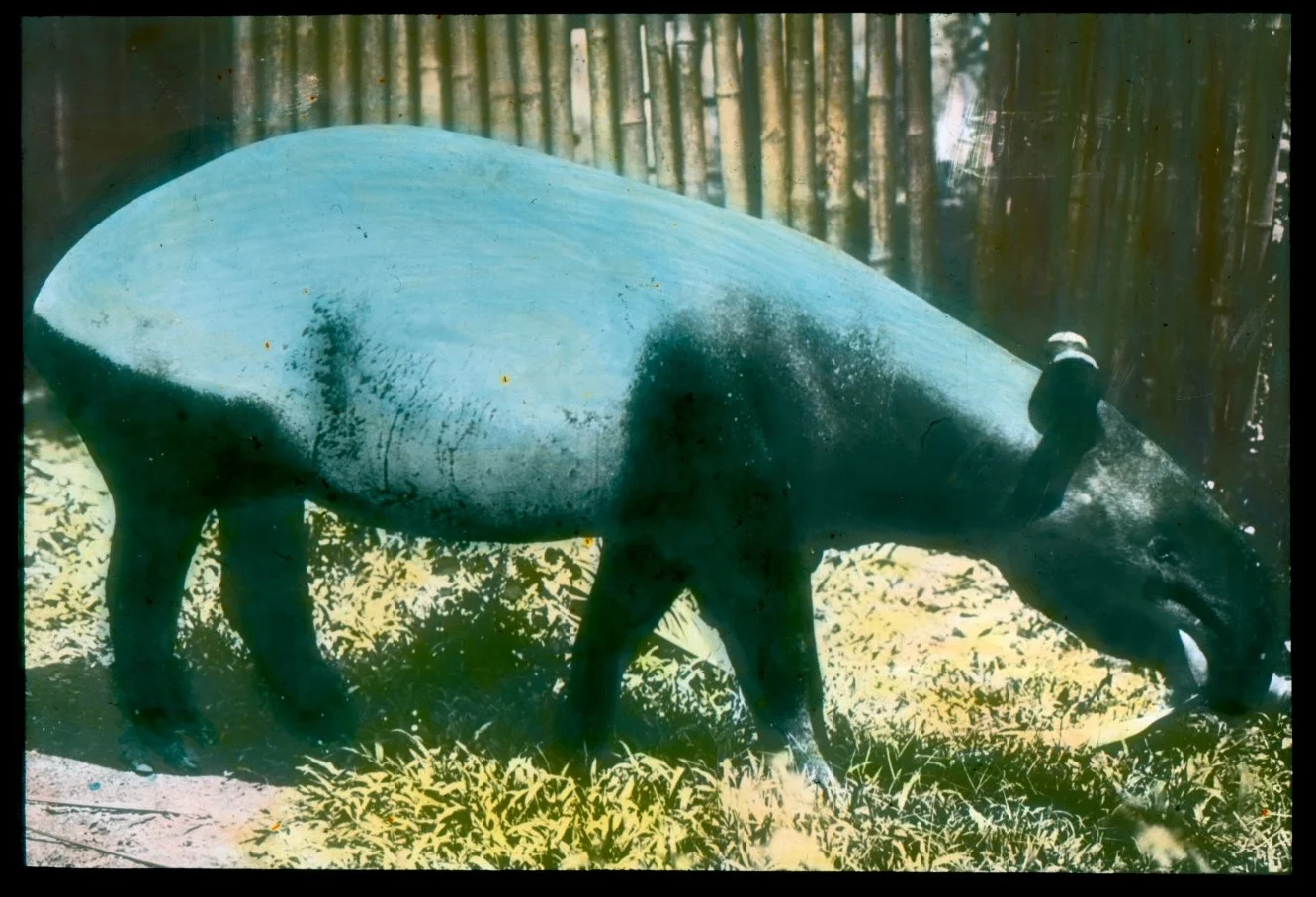 Náhledový obrázek předmětu Tapír čabrakový (Tapirus indicus)