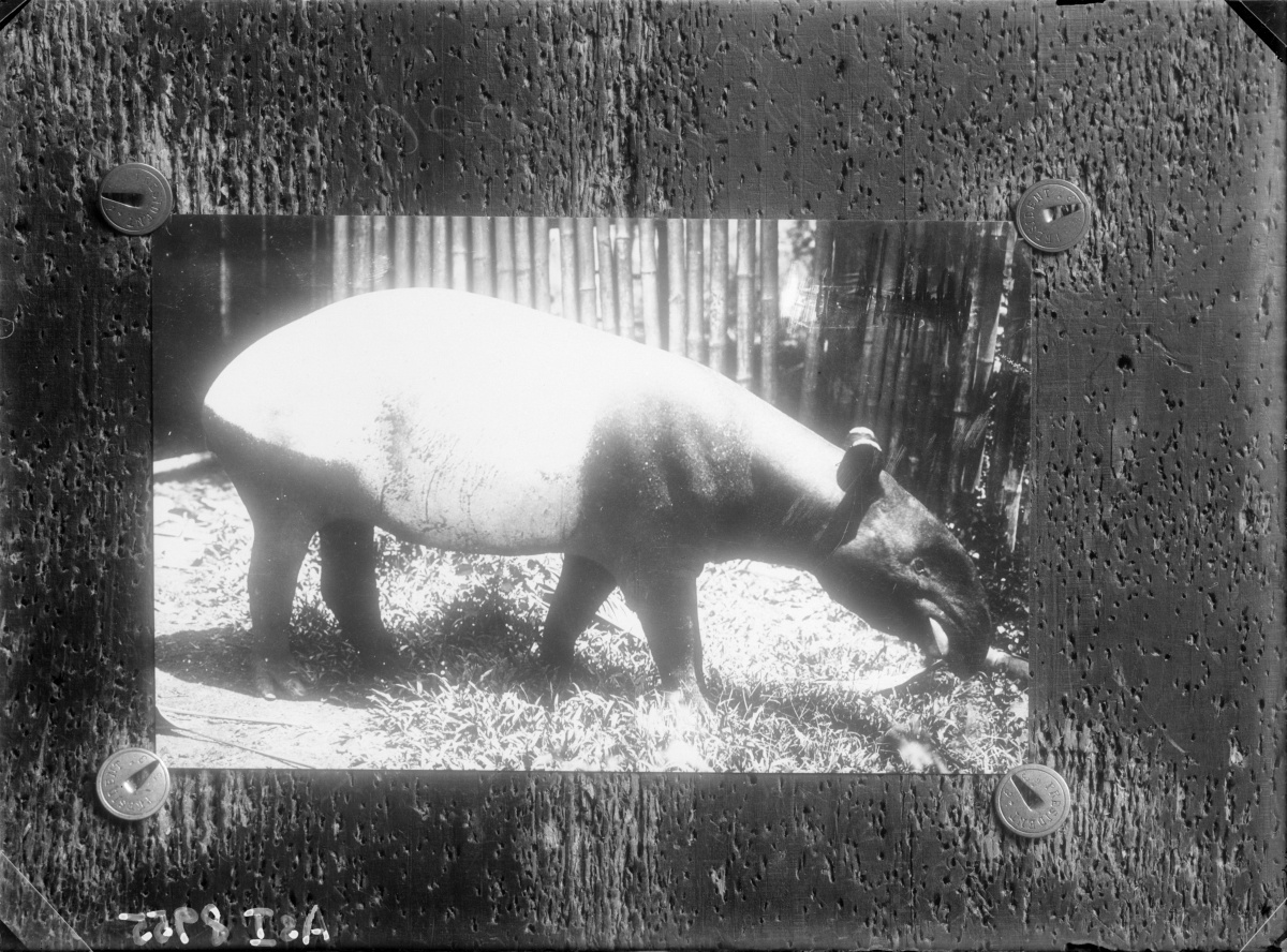 Náhledový obrázek Tapír čabrakový (Tapirus indicus) - 2