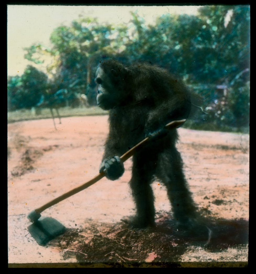 Náhledový obrázek Orangutan s motykou na poli - 1