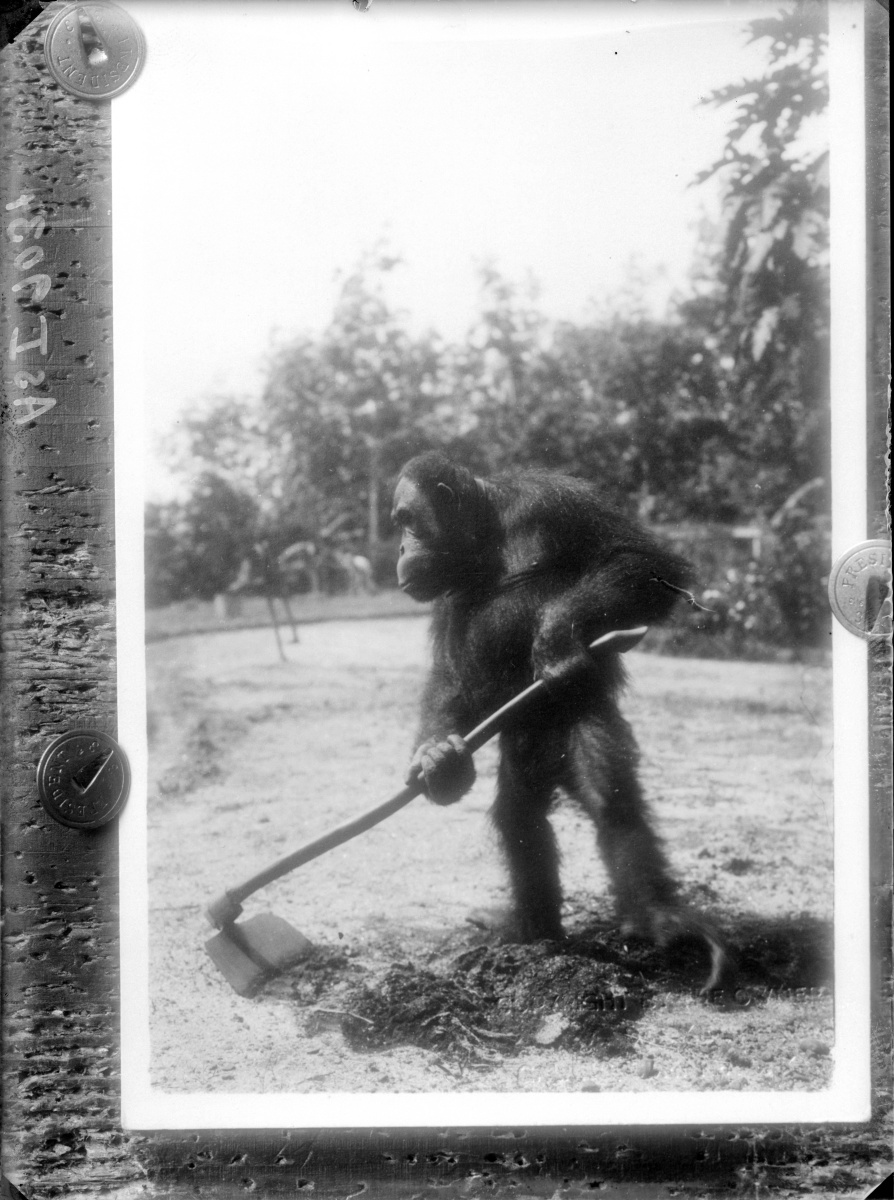 Náhledový obrázek Orangutan s motykou na poli - 2