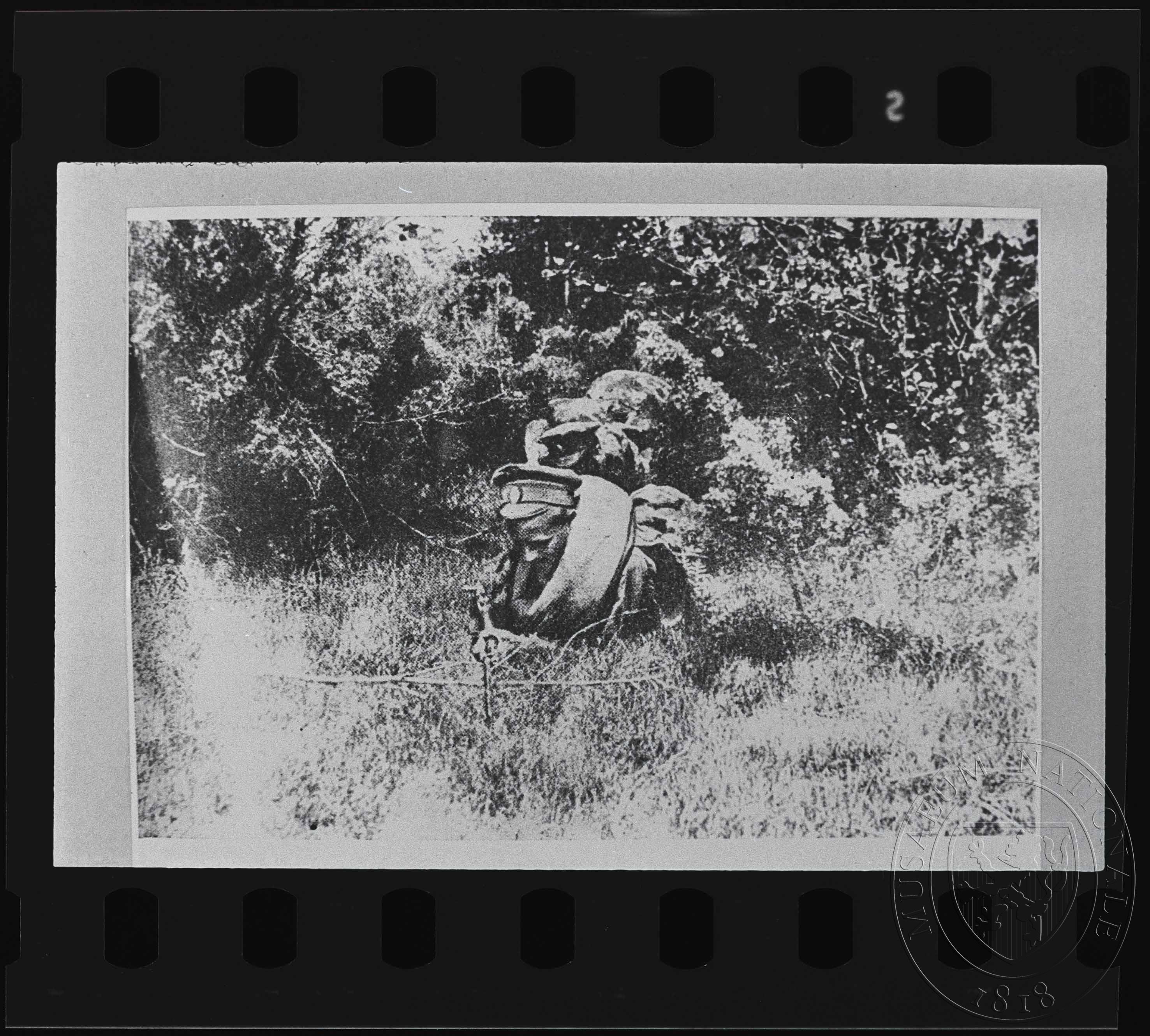 Náhledový obrázek Fotografie, vojáci procházející hlubokým porostem - 1