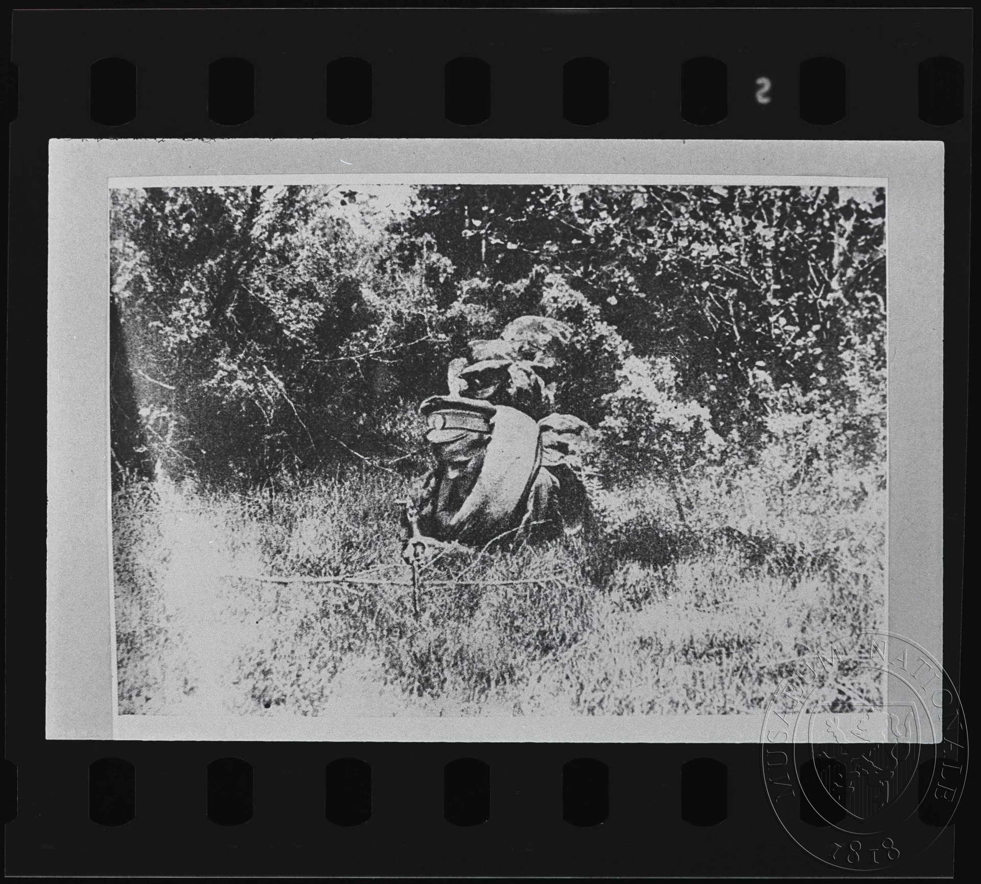 Obrázek Fotografie, vojáci procházející hlubokým porostem