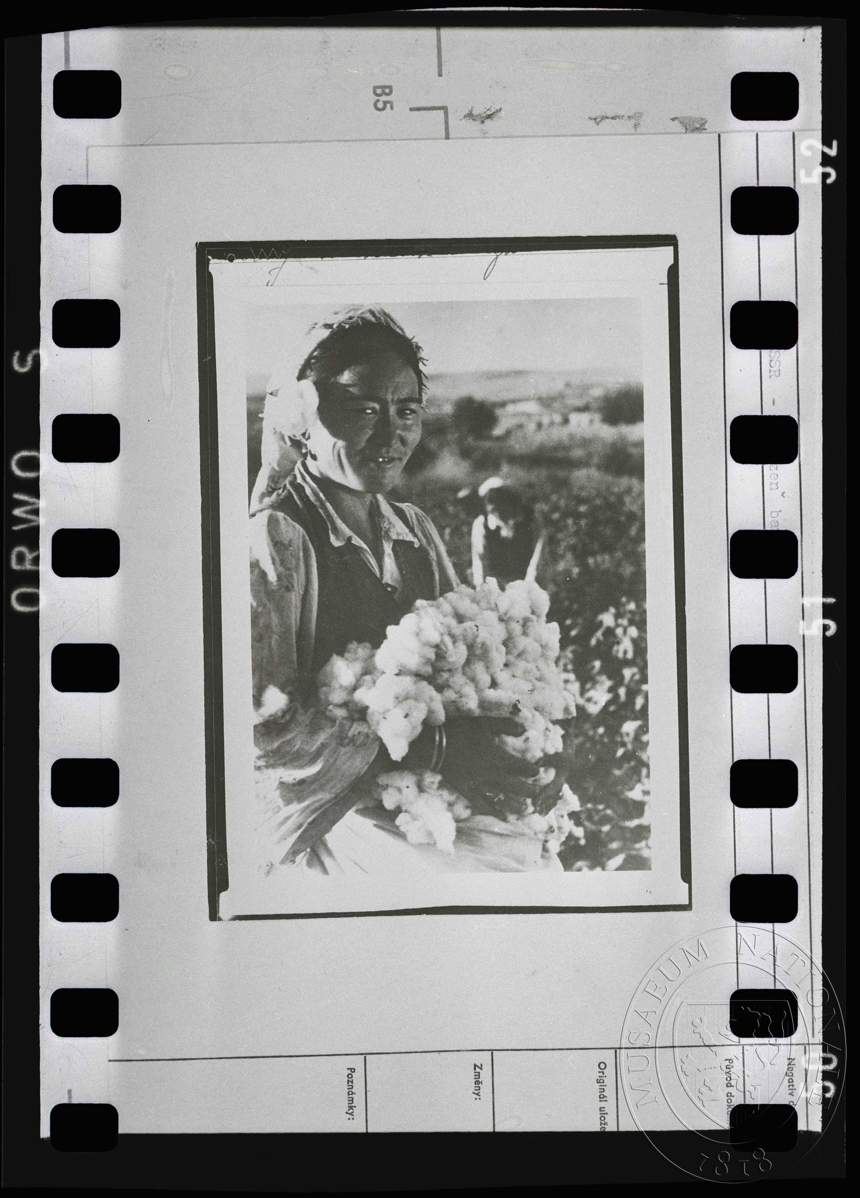 Náhledový obrázek Fotografie, družstevnice na bavlníkové plantáži - 1
