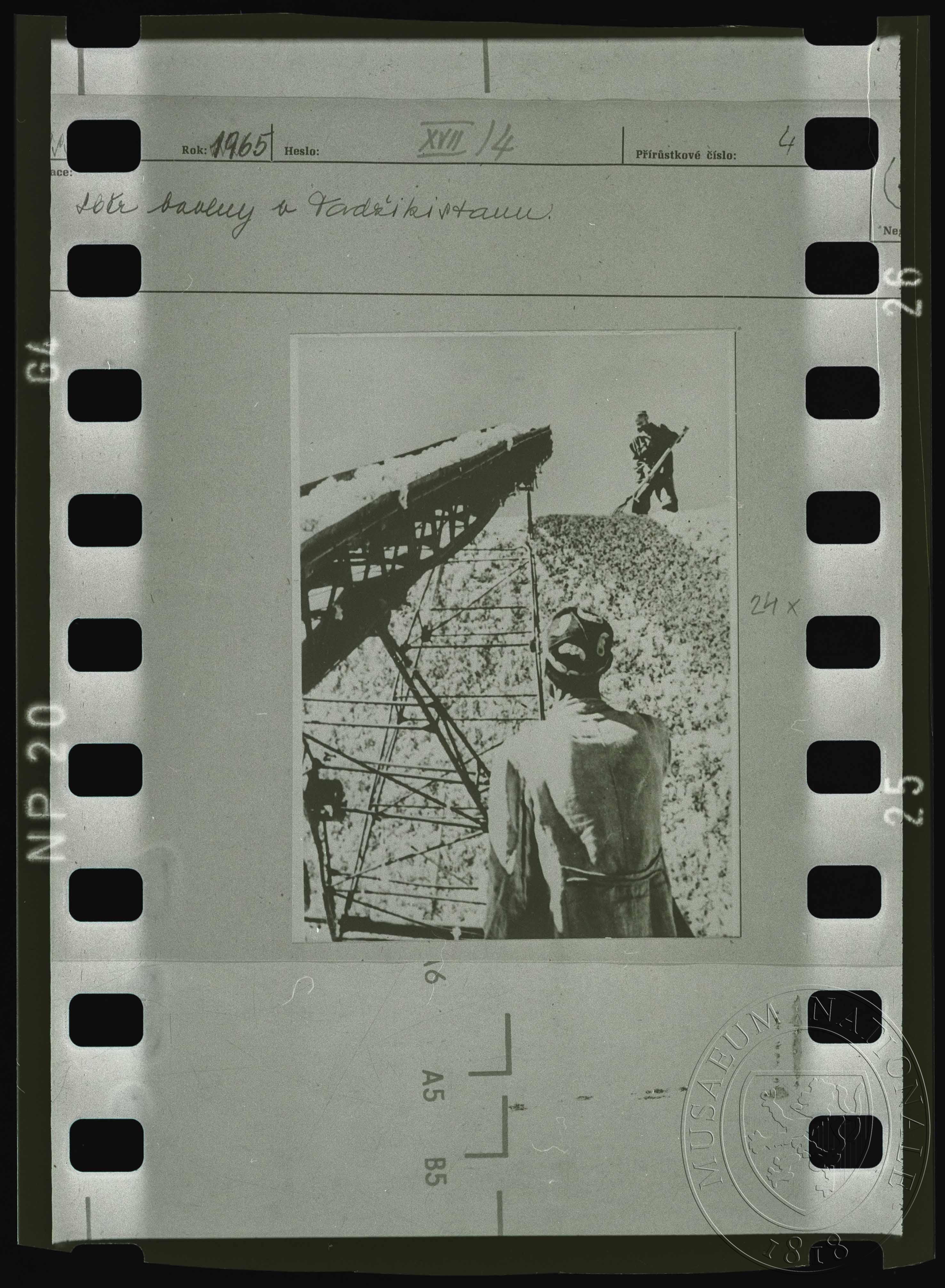 Náhledový obrázek Fotografie, sběr bavlny - 1