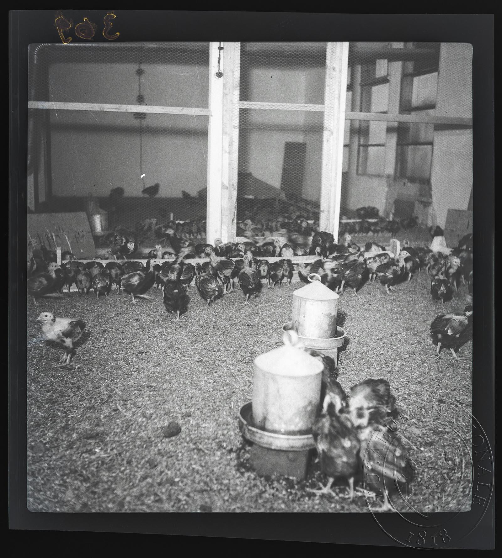 Obrázek Fotografie, líheň kuřat