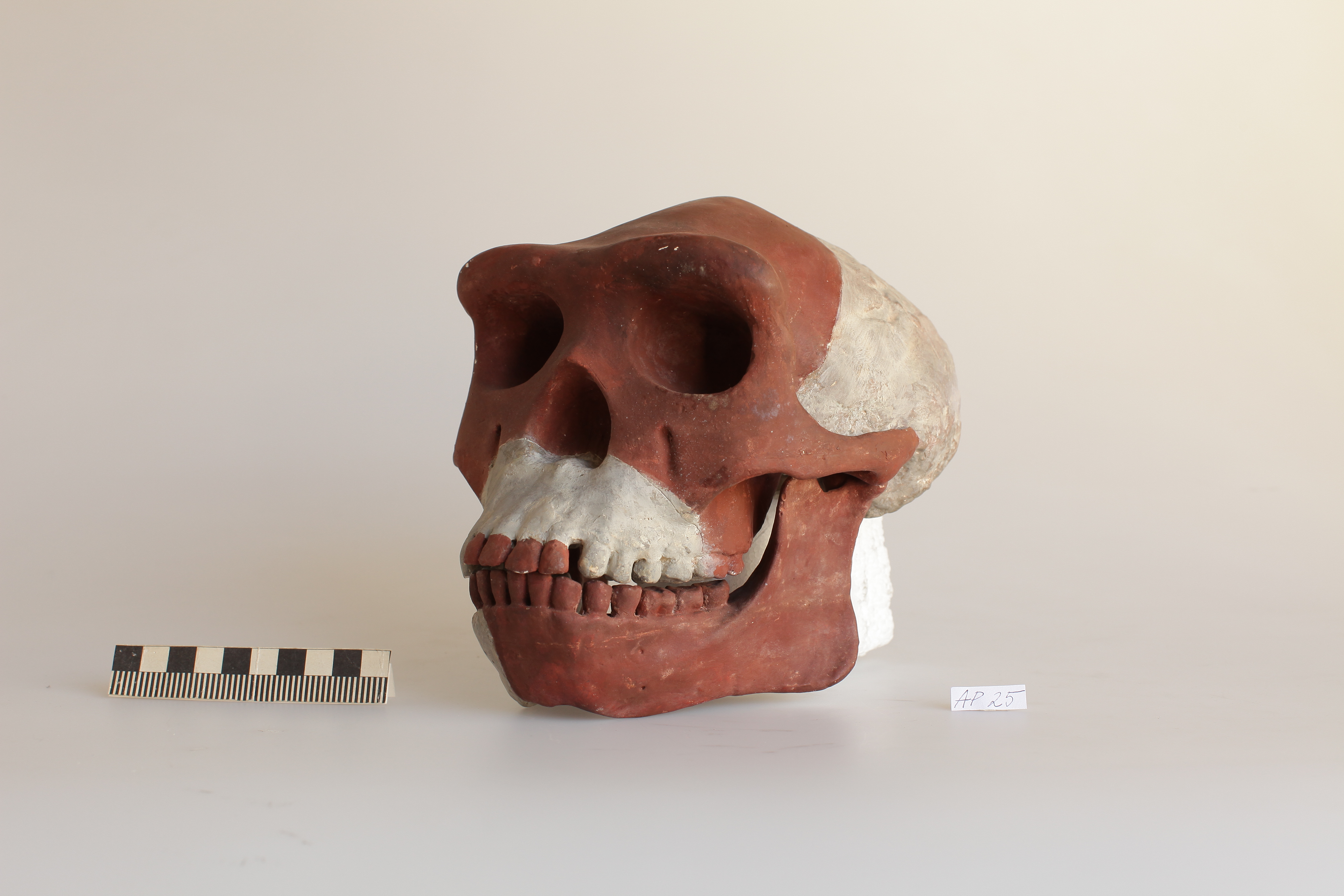 Náhledový obrázek Homo erectus - 1