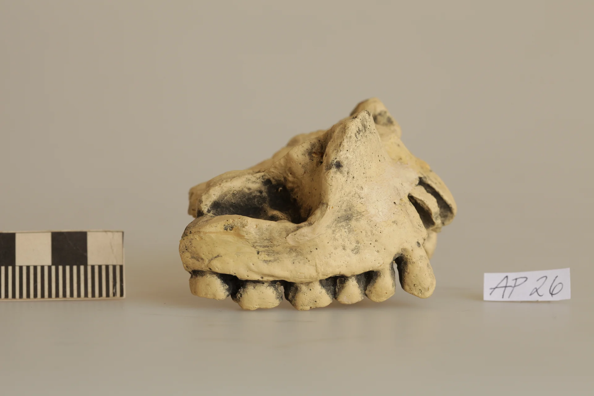 Náhledový obrázek předmětu Homo erectus