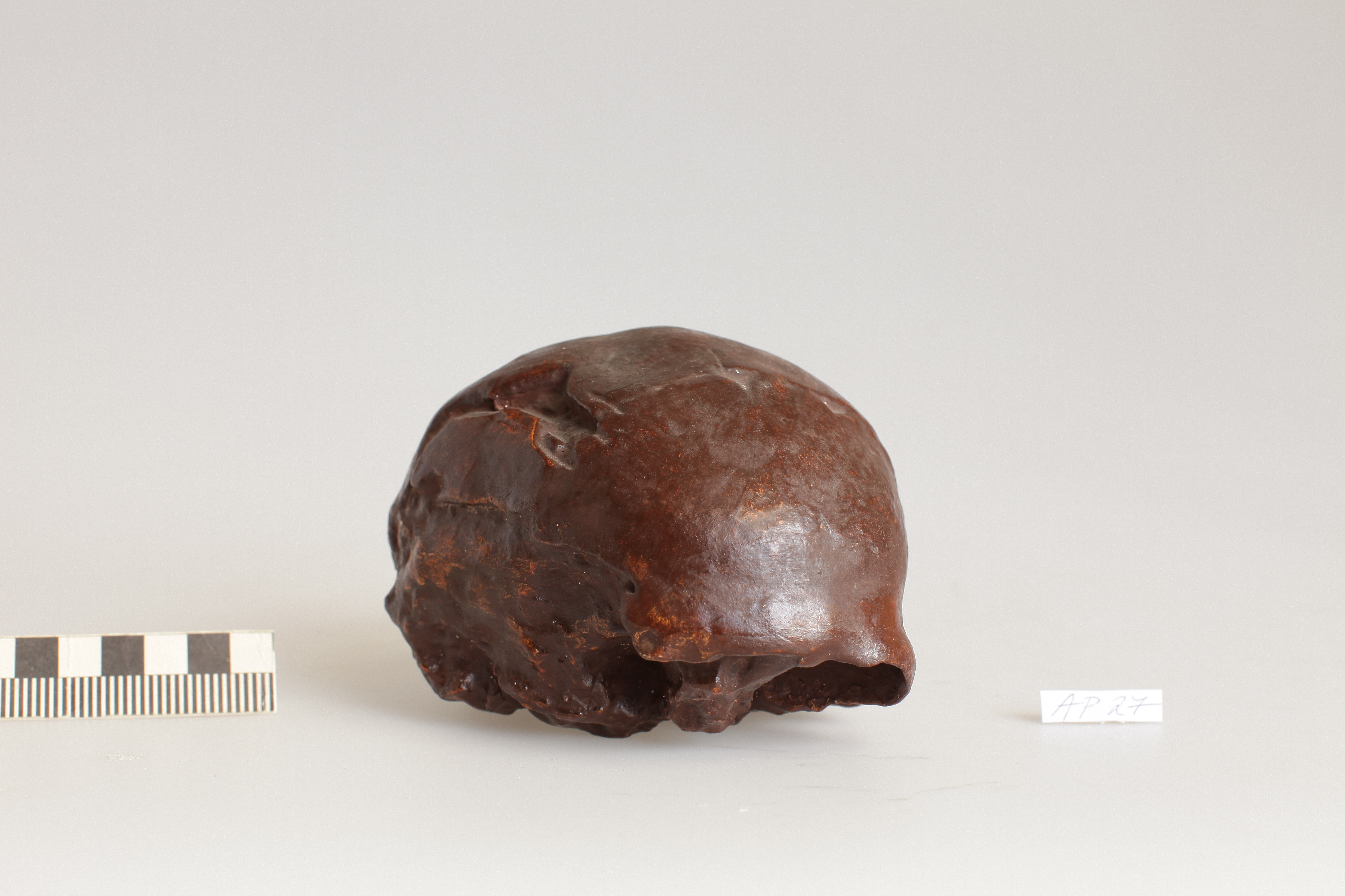 Náhledový obrázek Homo erectus modjokertensis - 1