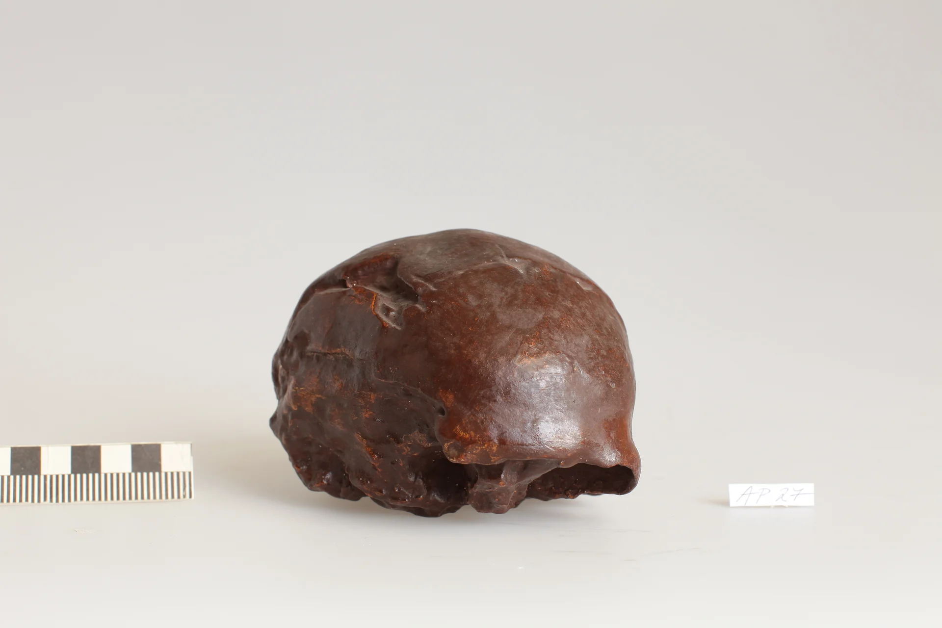 Náhledový obrázek předmětu Homo erectus modjokertensis