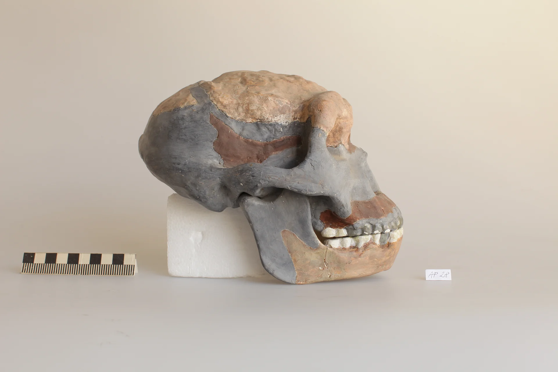 Náhledový obrázek předmětu Homo erectus lantiensis