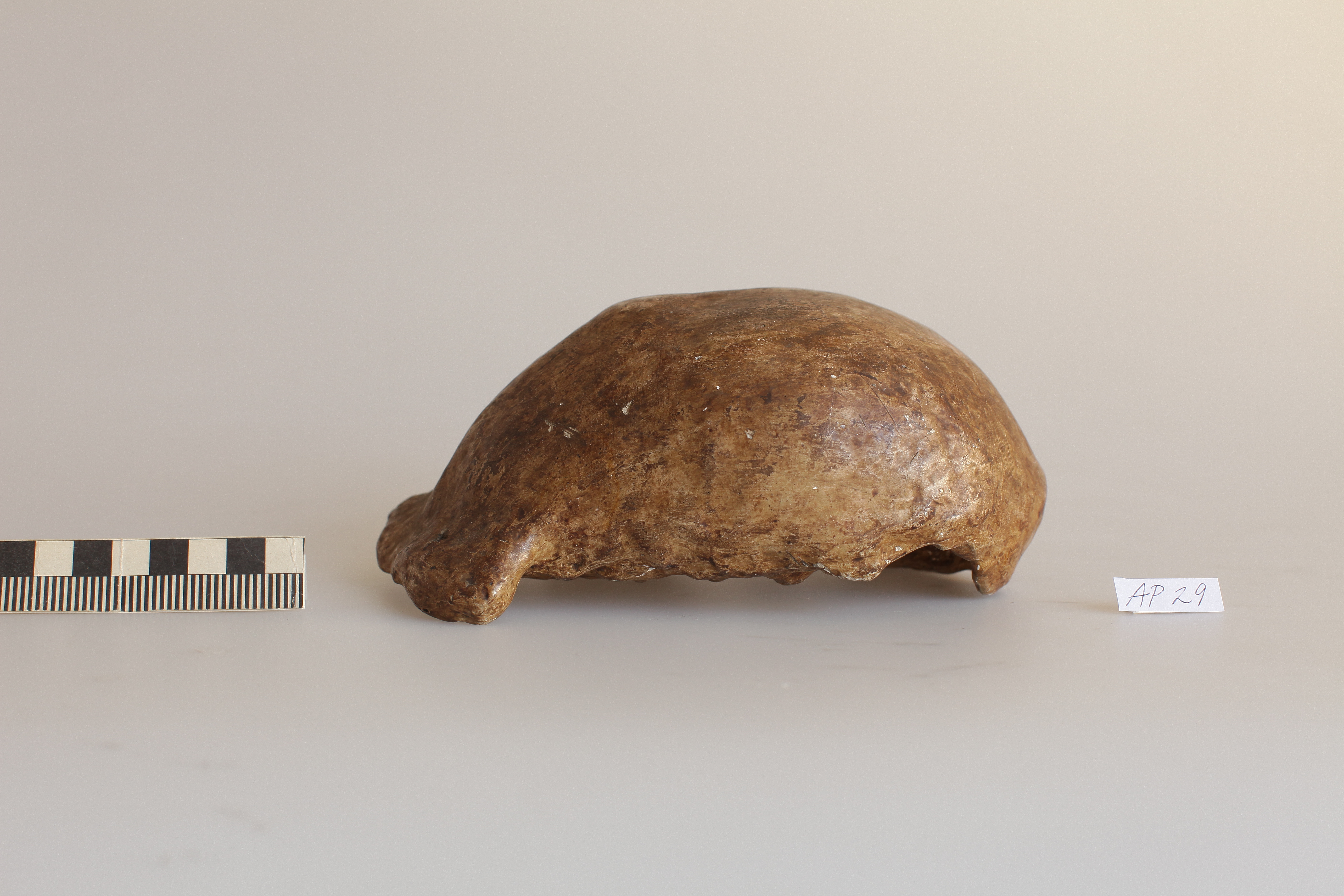 Náhledový obrázek Homo erectus, Pithecantropus I. - 1