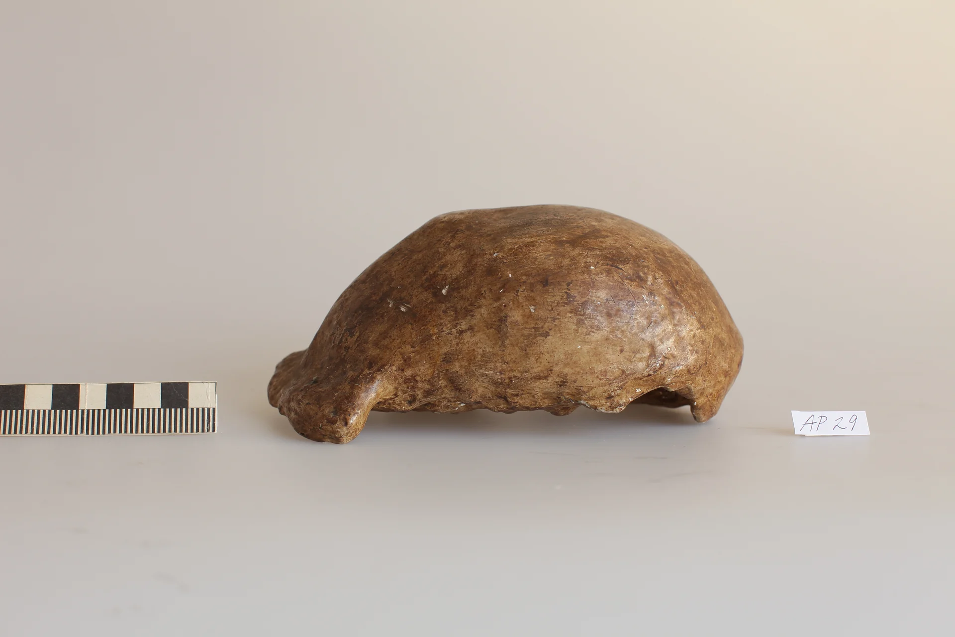 Náhledový obrázek předmětu Homo erectus, Pithecantropus I.