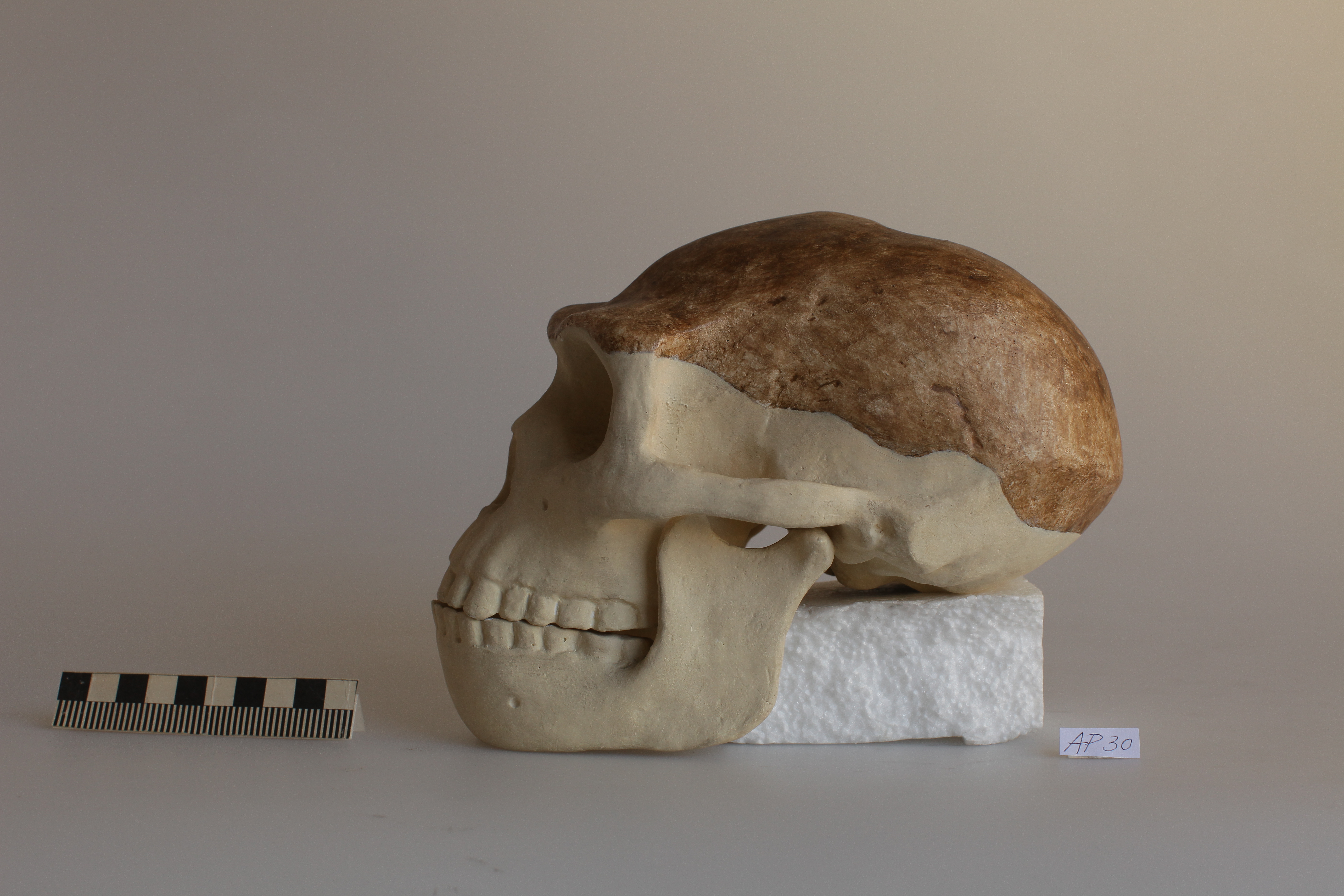 Náhledový obrázek Homo erectus, Pithecantropus I. - 1