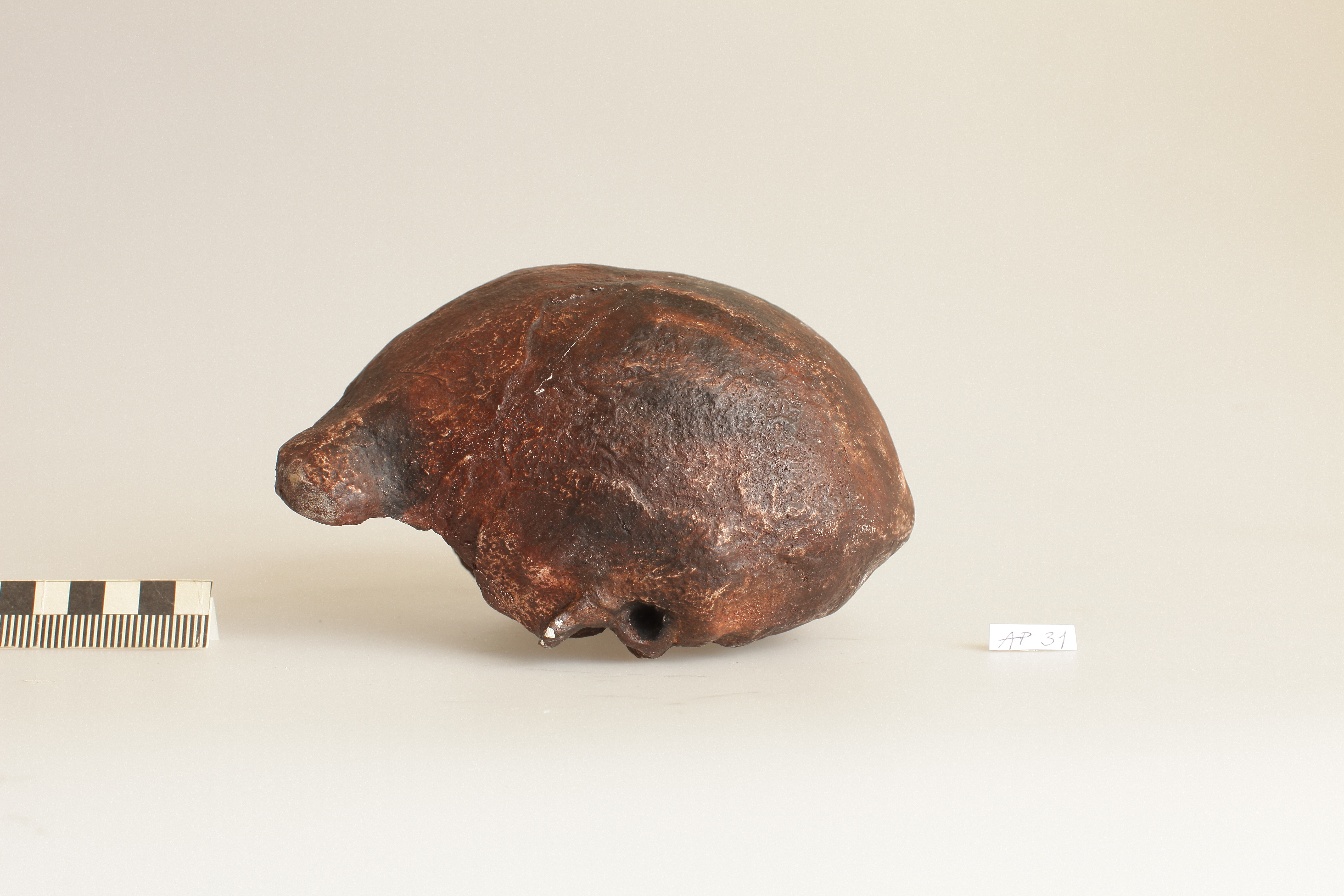 Náhledový obrázek Homo erectus erectus, Pithecantropus II. HP - 1
