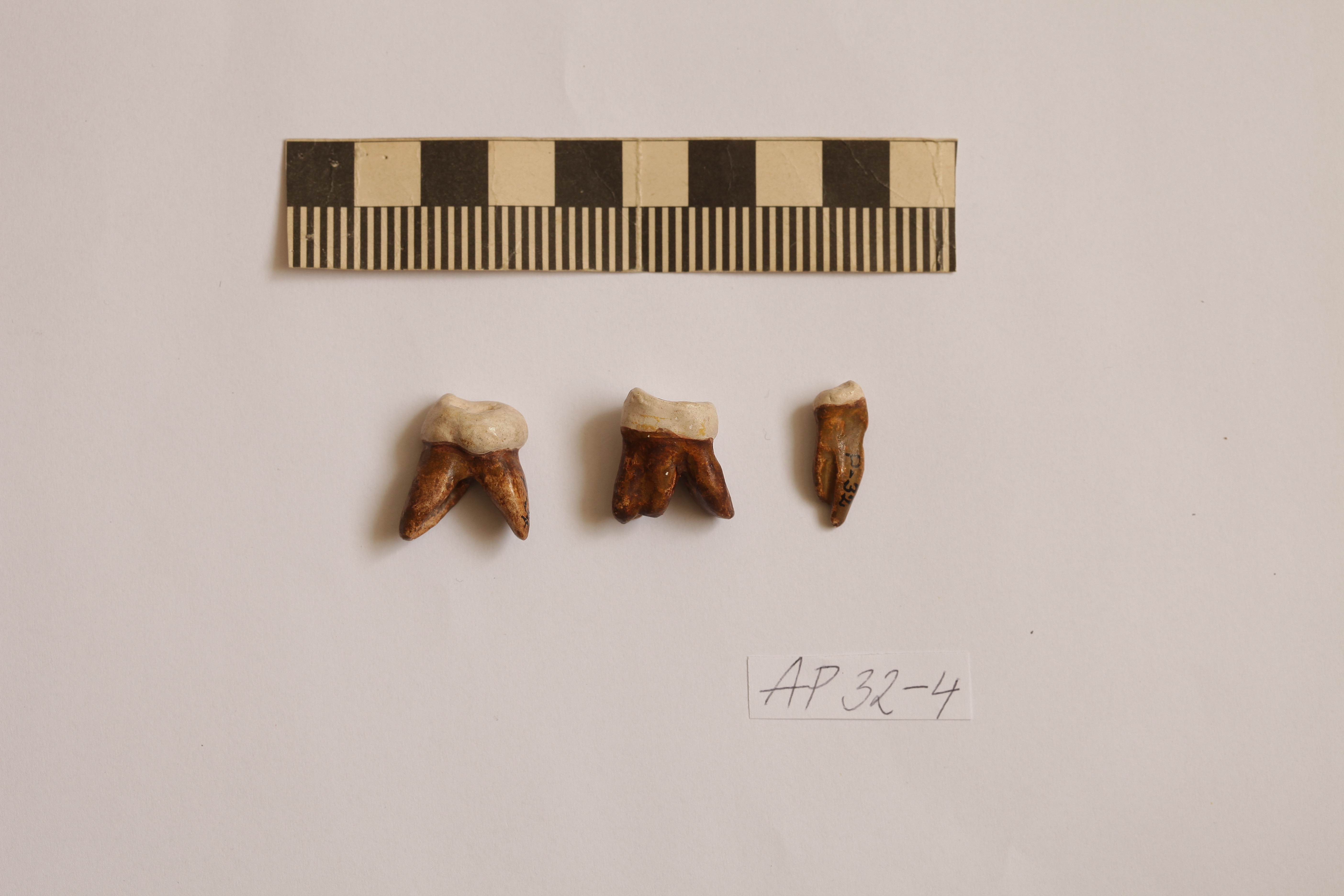 Náhledový obrázek Homo erectus - 1