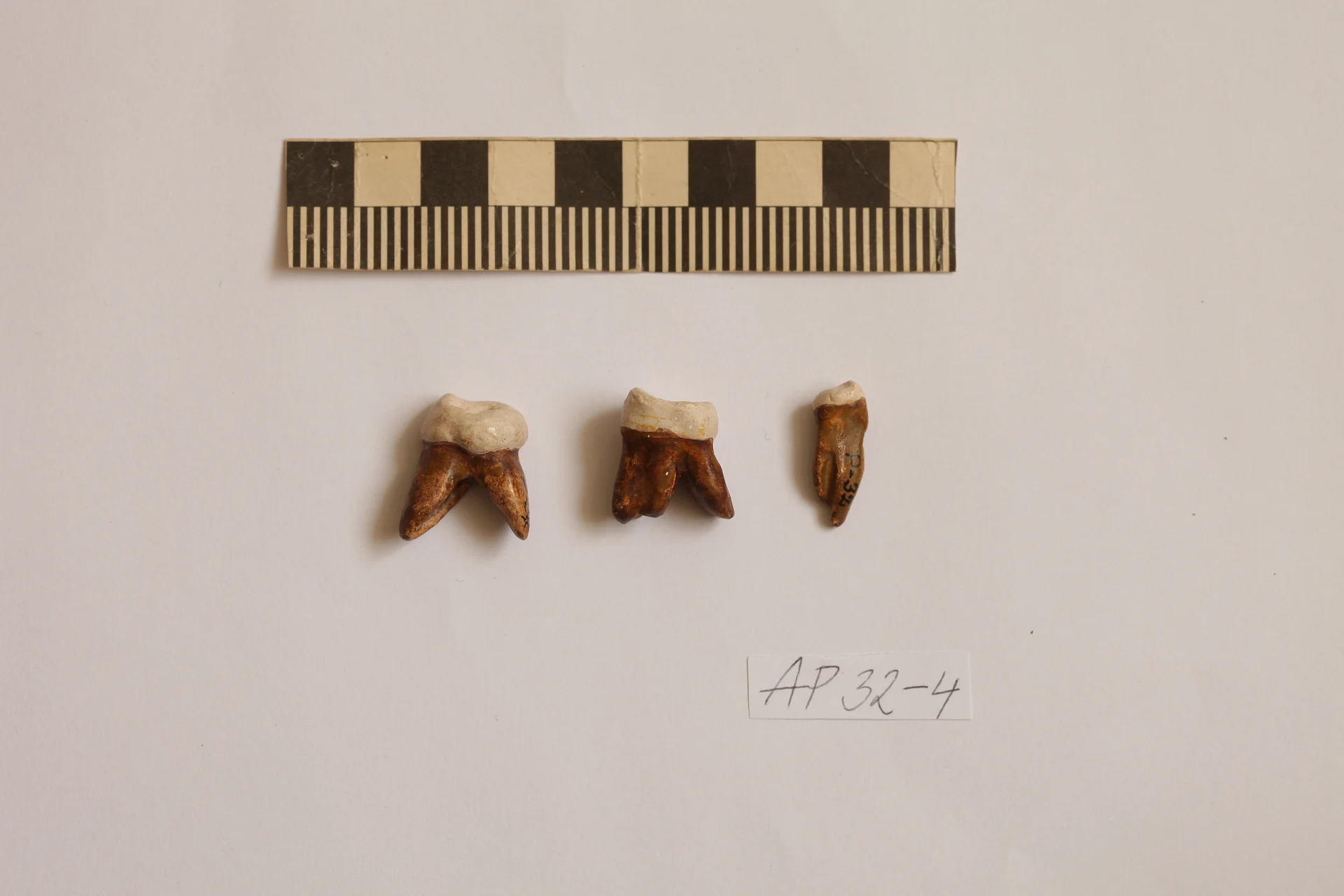 Náhledový obrázek předmětu Homo erectus