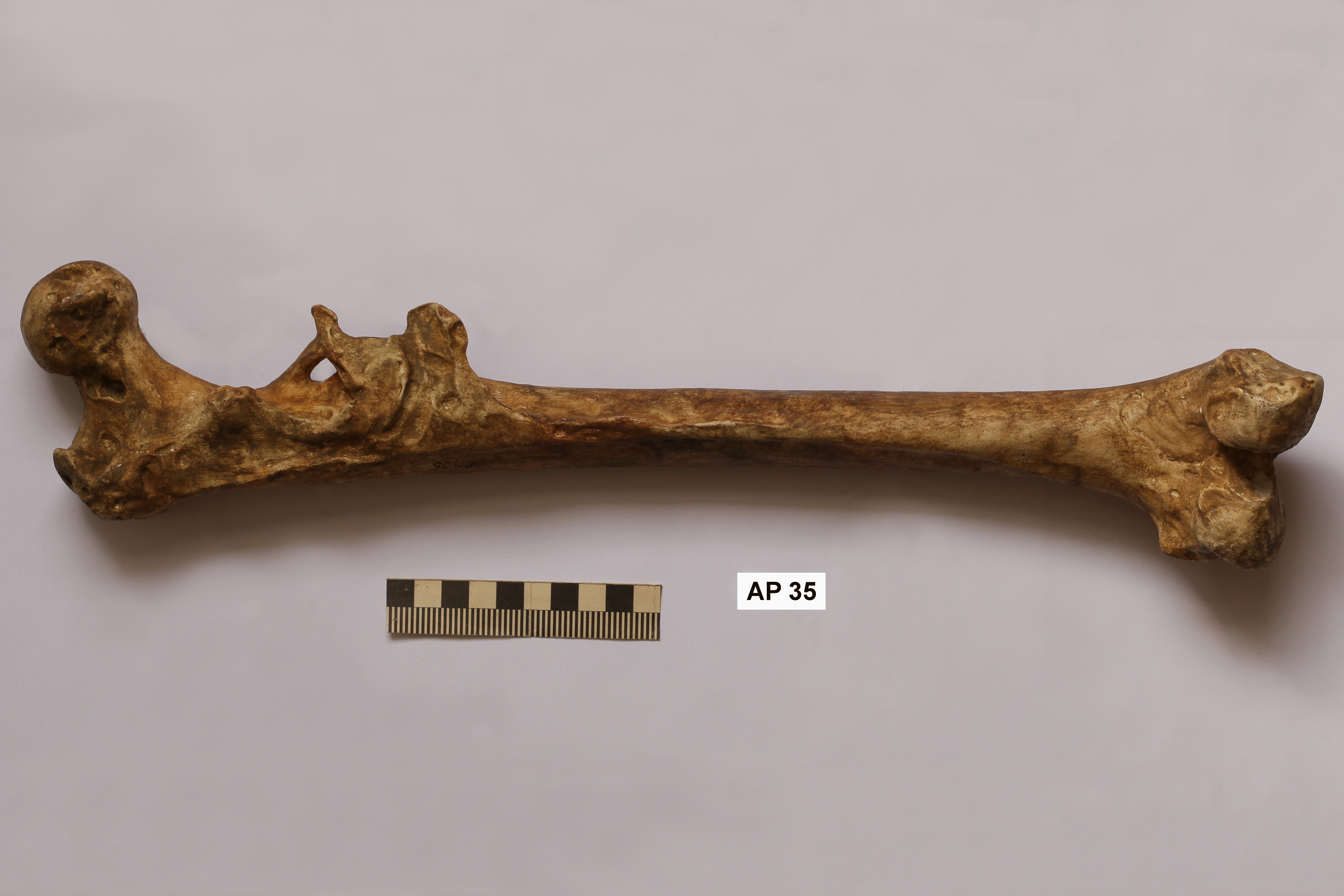 Náhledový obrázek Homo erectus - 1