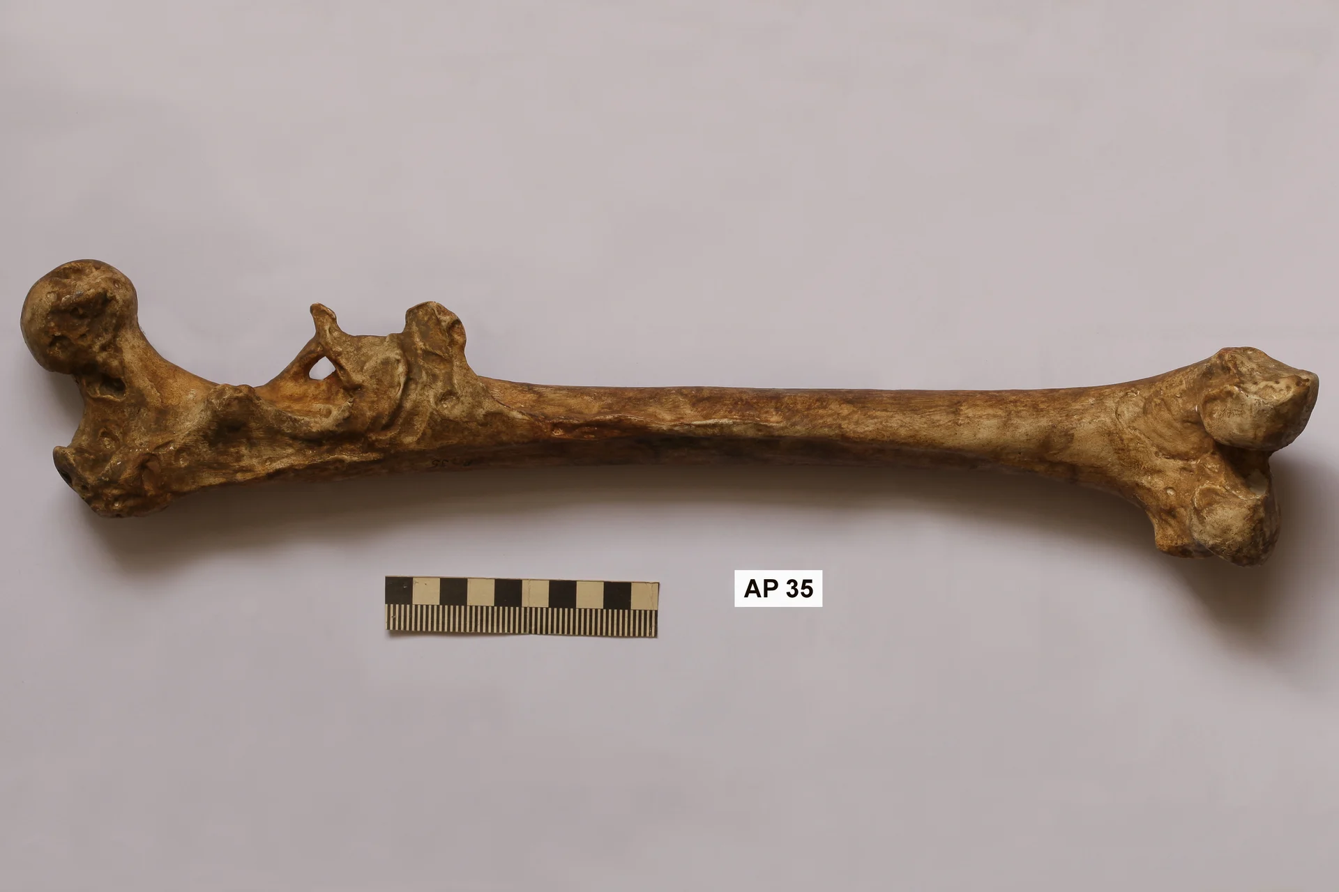 Náhledový obrázek předmětu Homo erectus