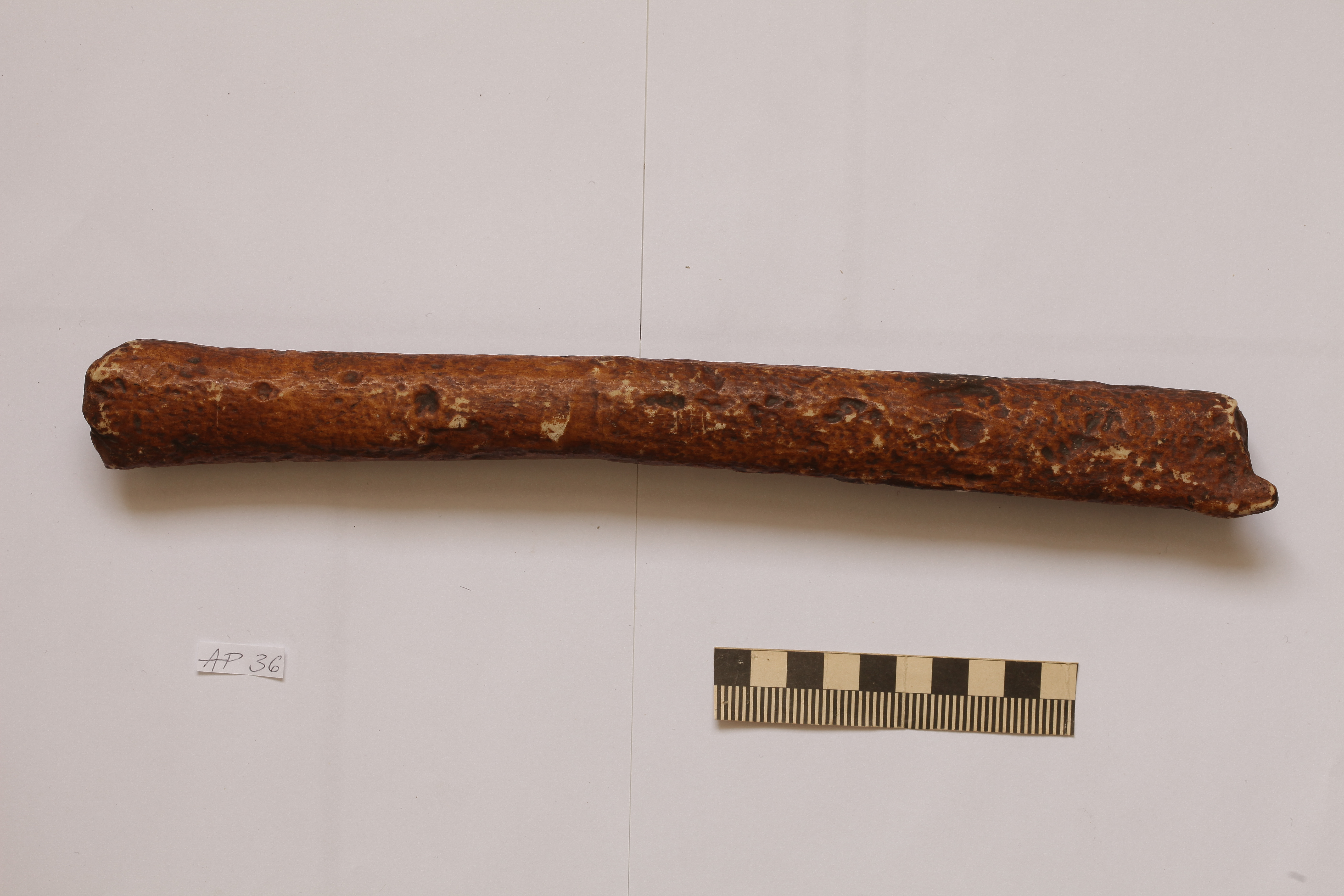 Náhledový obrázek Homo erectus - 1