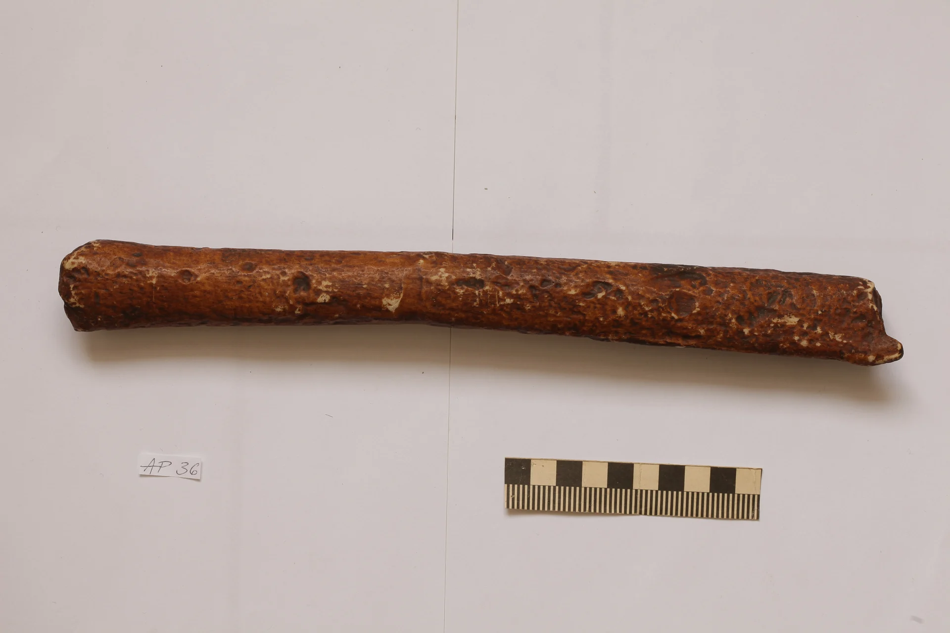 Náhledový obrázek předmětu Homo erectus