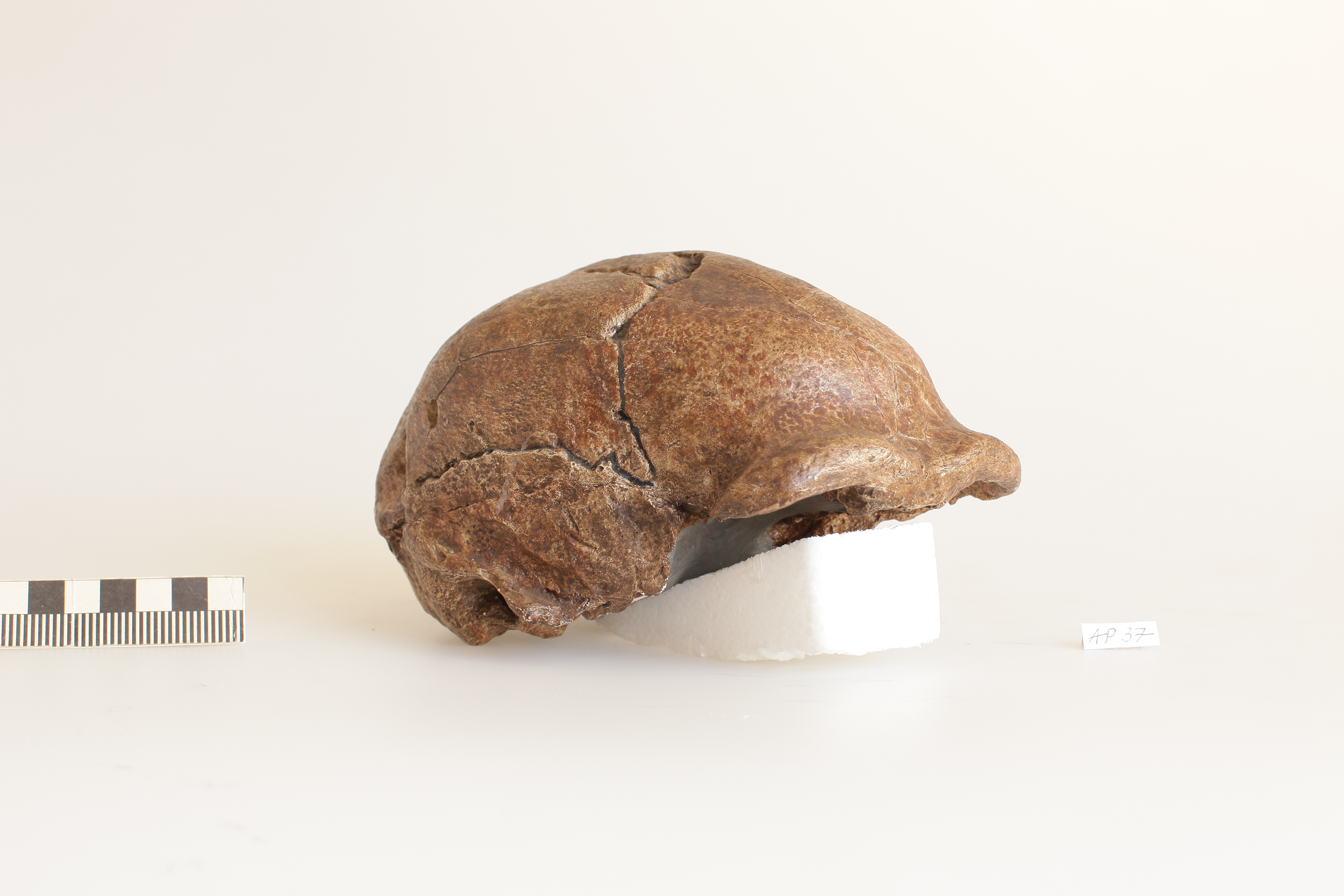 Náhledový obrázek Homo erectus, Sinantropus III - 1