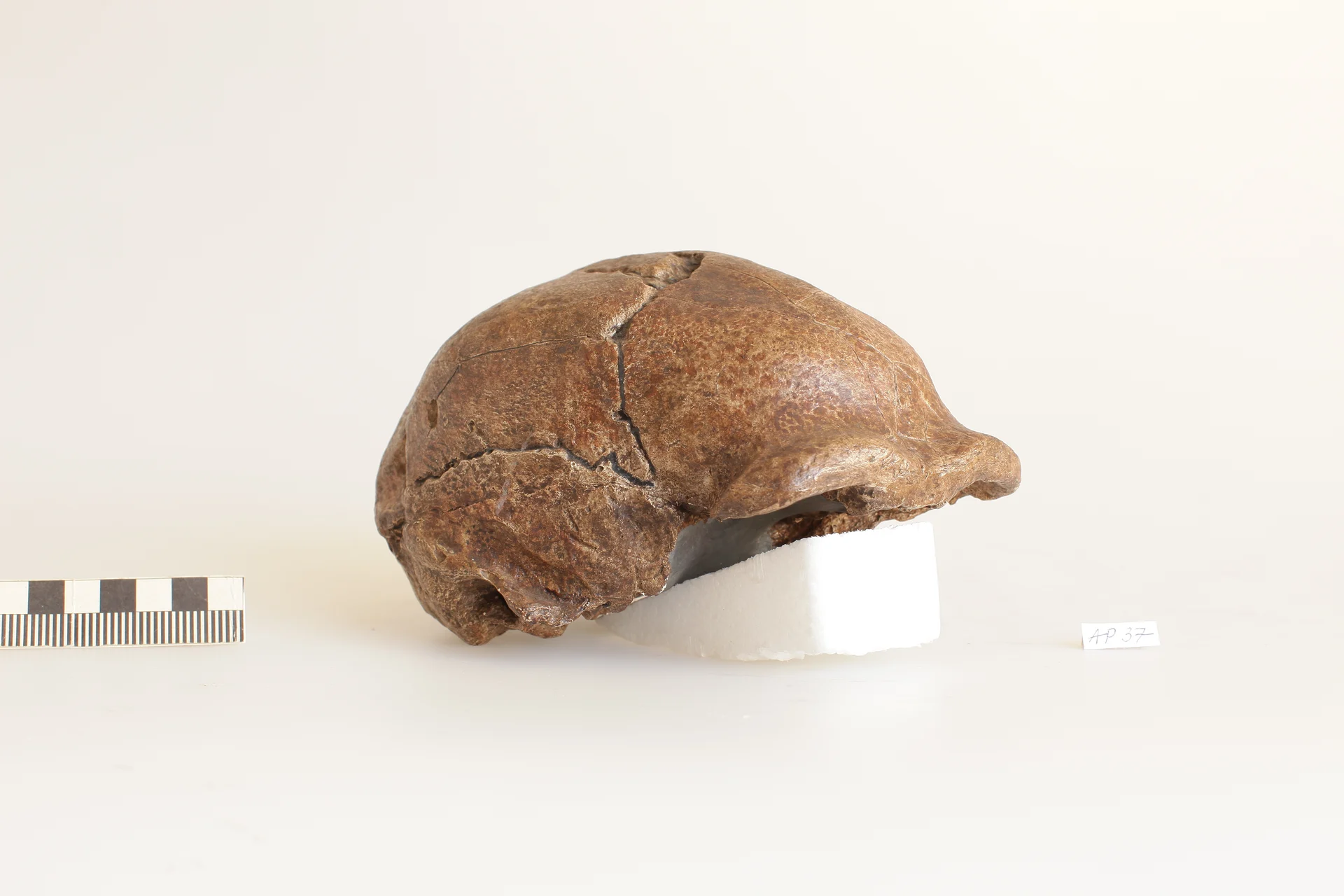 Náhledový obrázek předmětu Homo erectus, Sinantropus III
