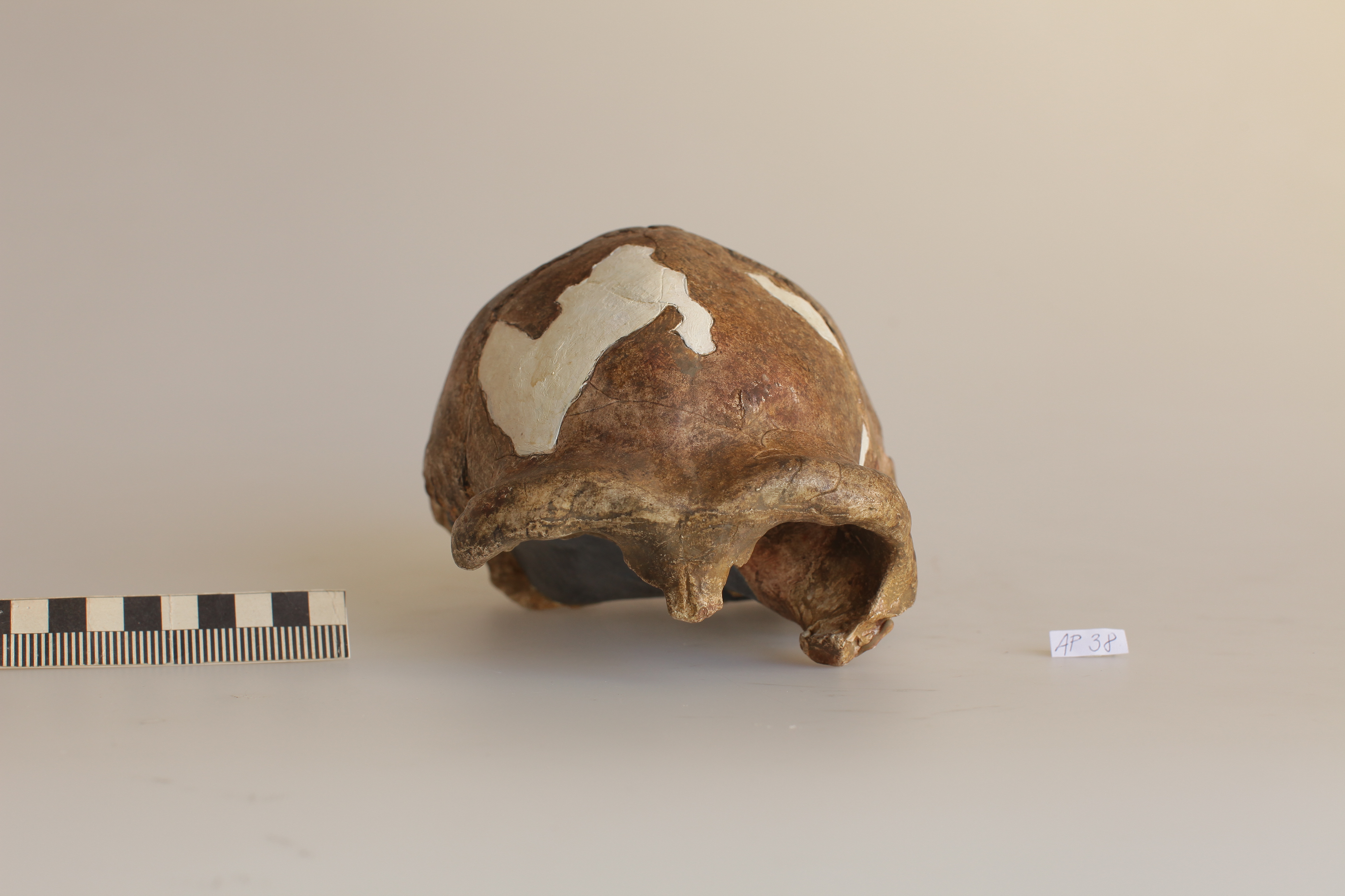Náhledový obrázek Homo erectus, Sinantropus X - 1