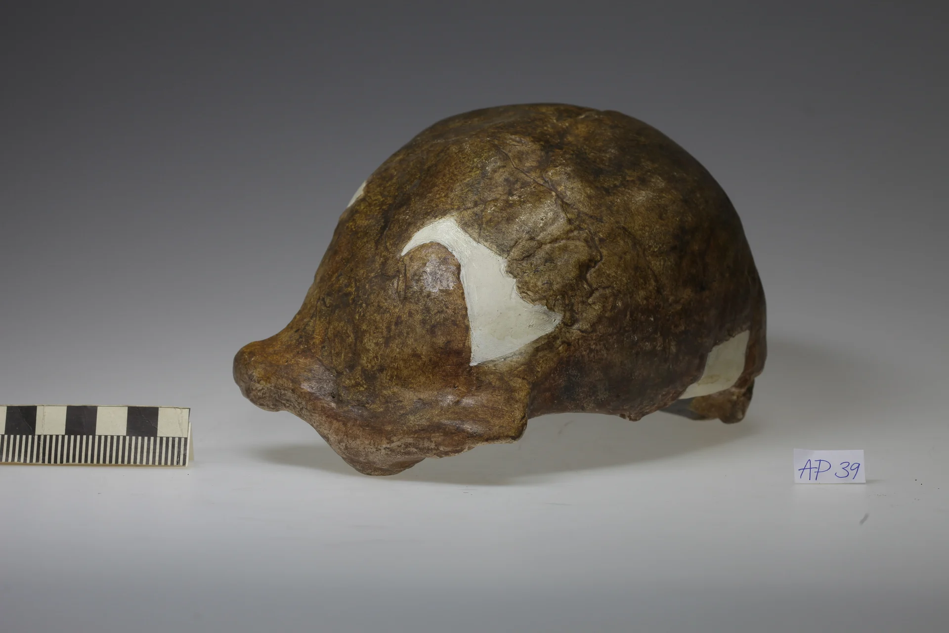 Náhledový obrázek předmětu Homo erectus, Sinantropus XII