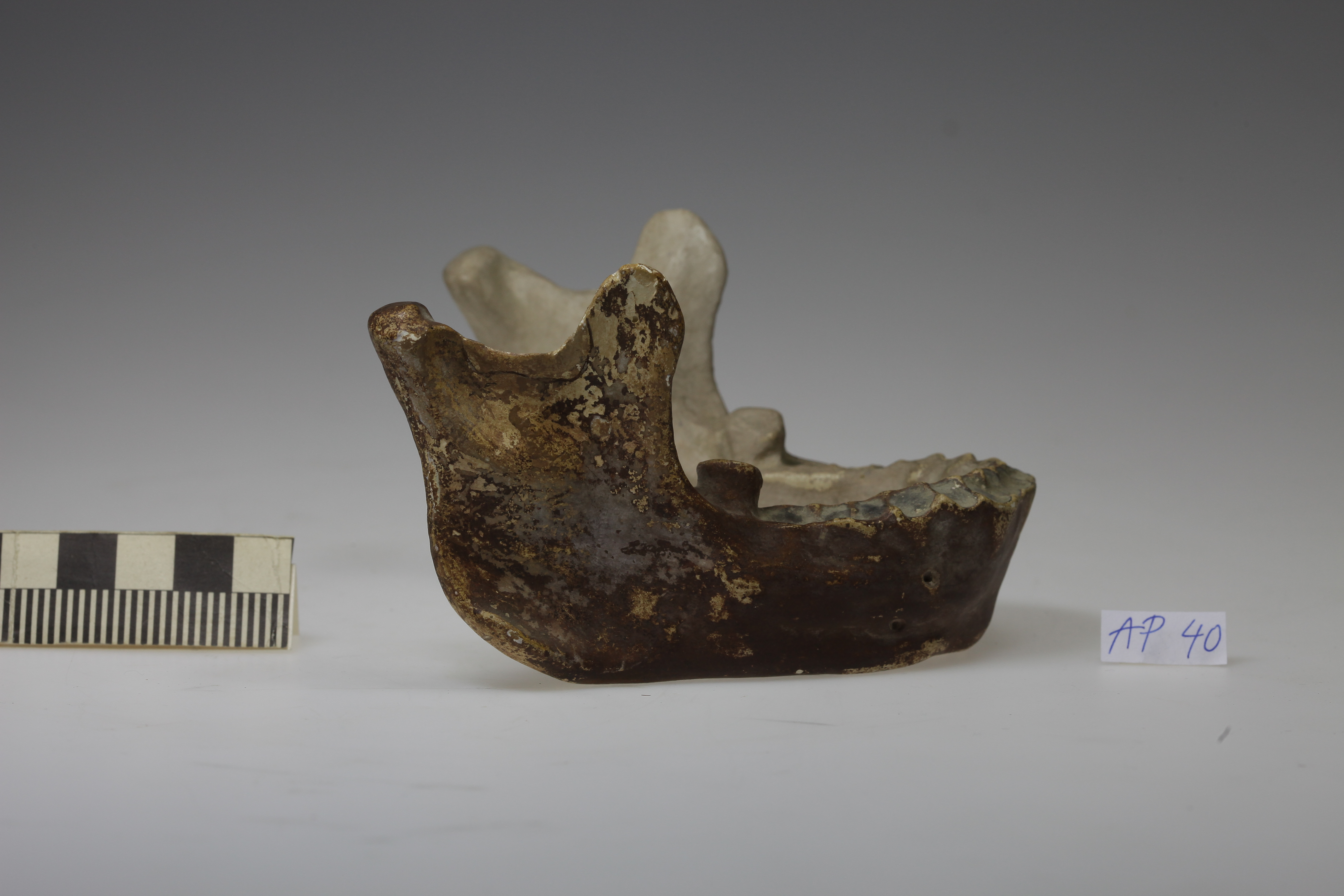 Náhledový obrázek Homo erectus, Sinantropus - 1