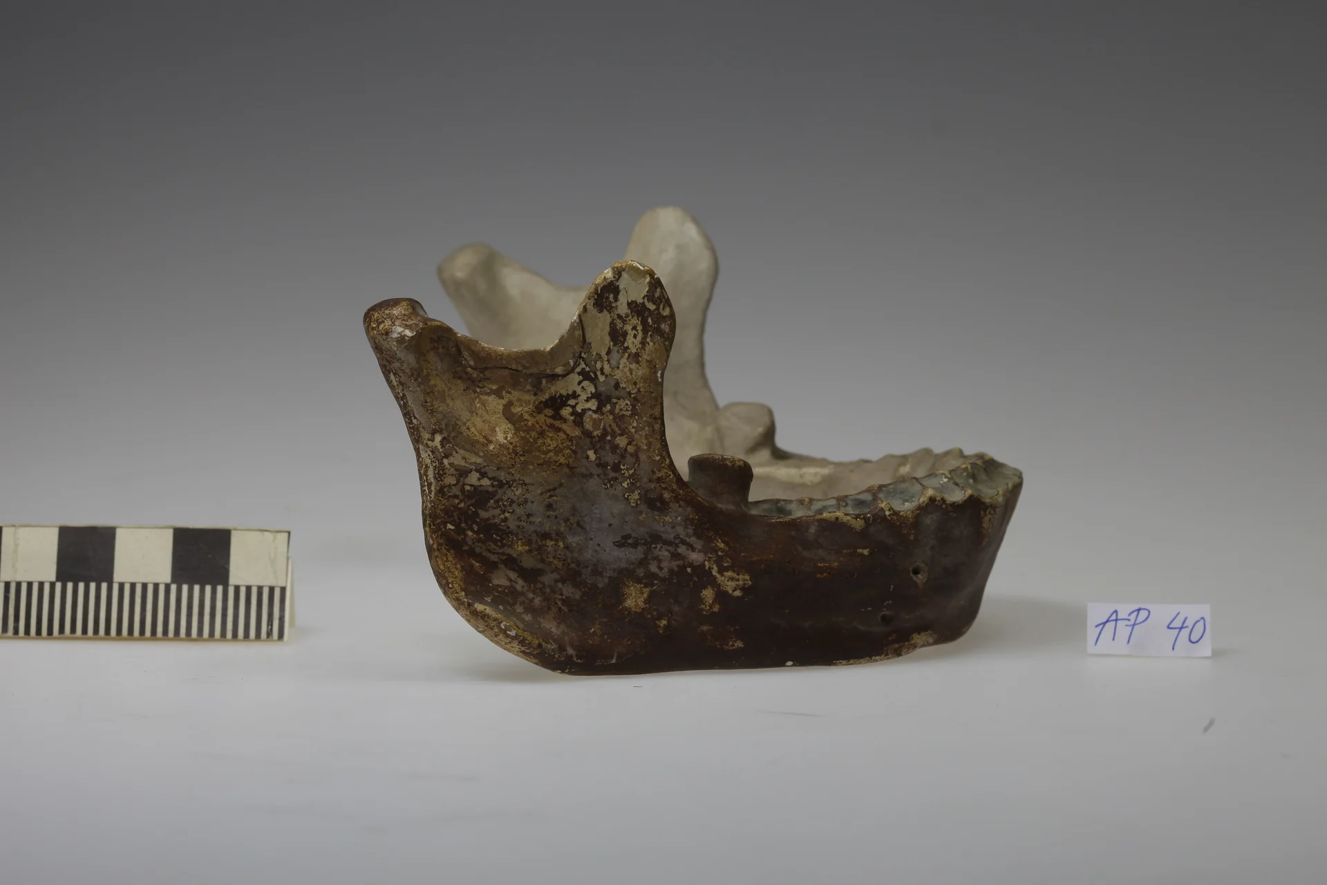 Náhledový obrázek předmětu Homo erectus, Sinantropus